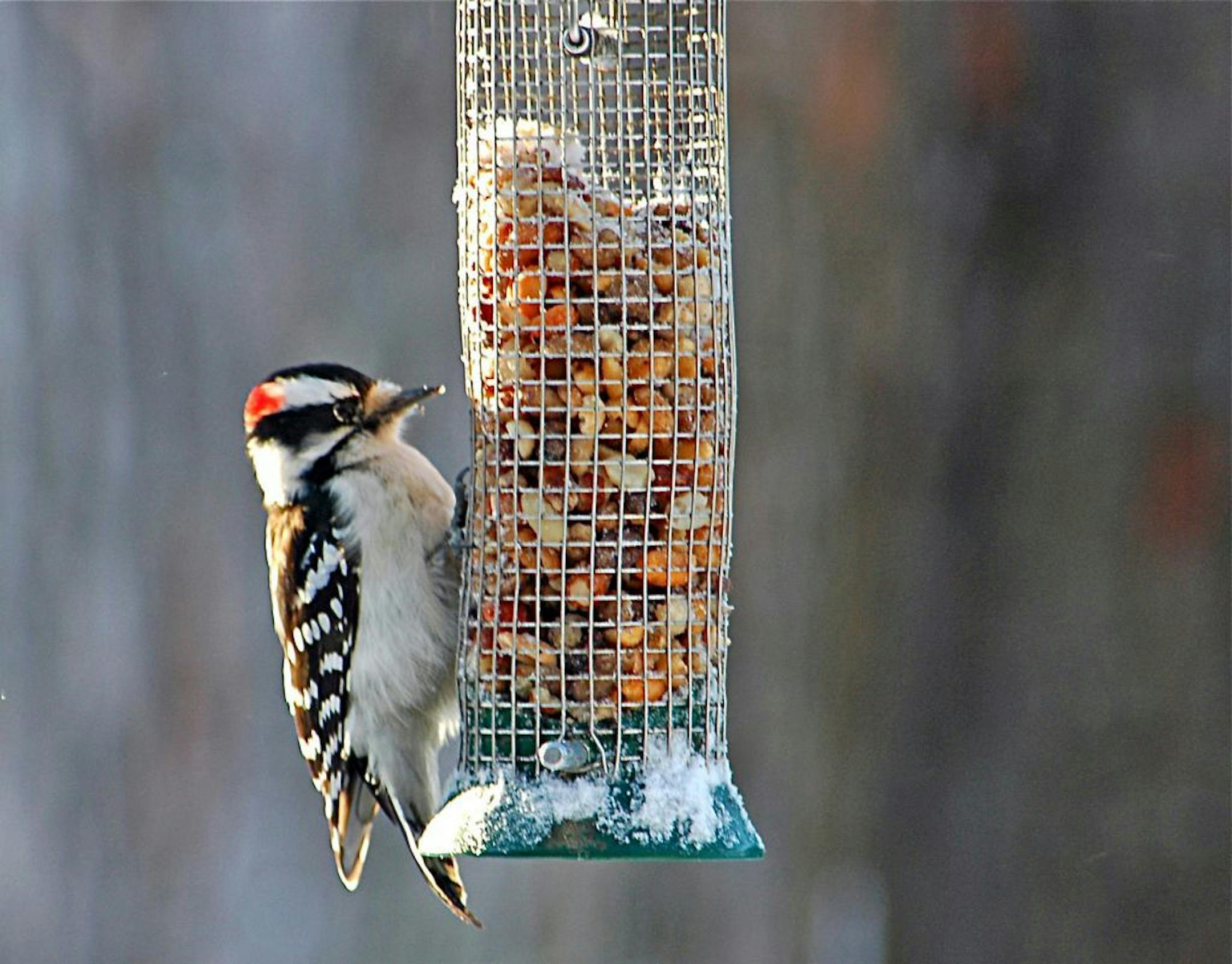 A downy woodpecker can't fly fast, so it remains immobile, hoping to escape notice when a predator surveys the back yard.