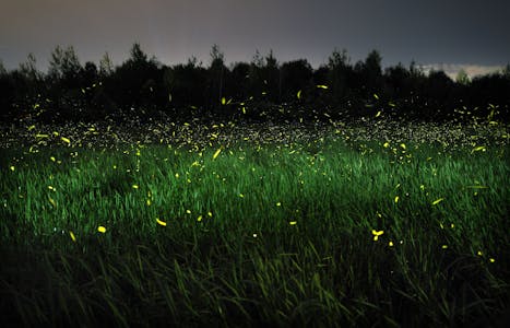Thousands of fireflies light up the Spring Peeper Meadow at the Minnesota Landscape Arboretum on a July evening in 2020.