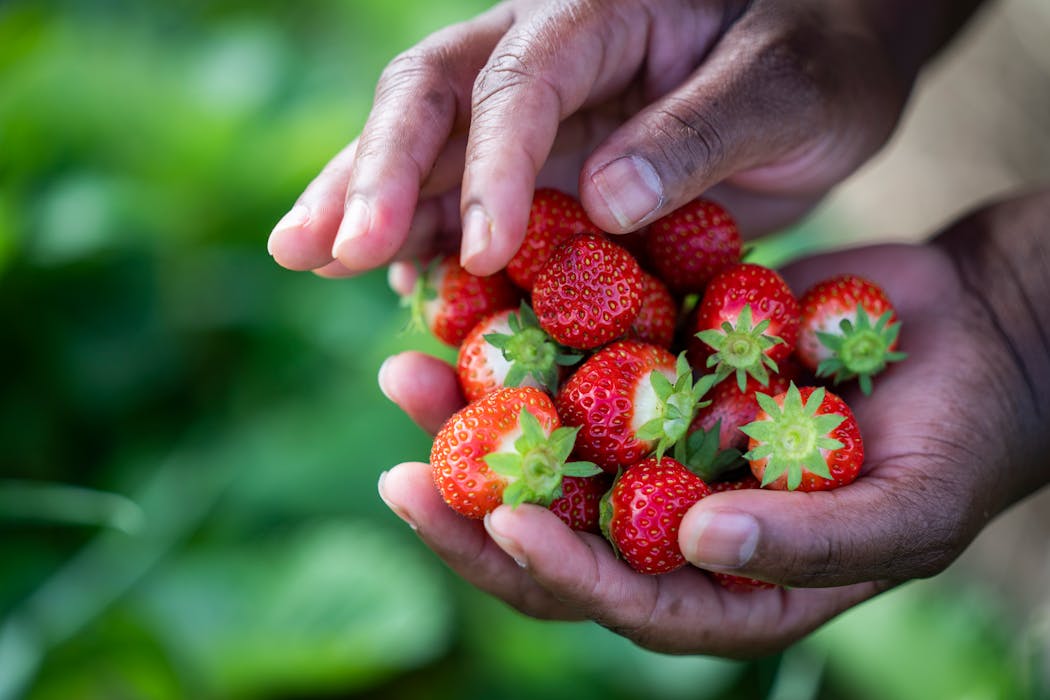 Strawberries are ripe for the picking.