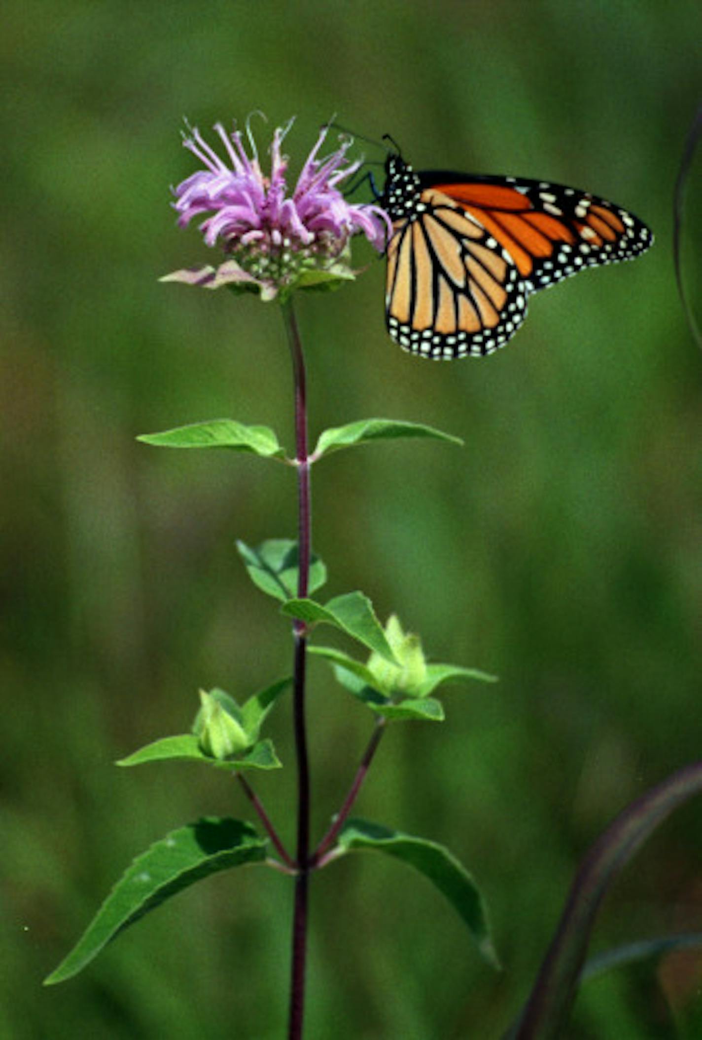 A monarch butterfly rested on monarda