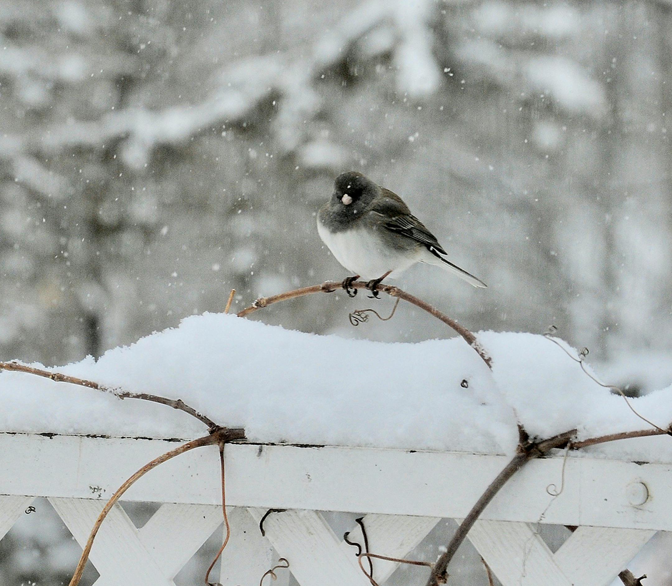 A dark eyed junco sits on an arched tree brank in a pile of snow.