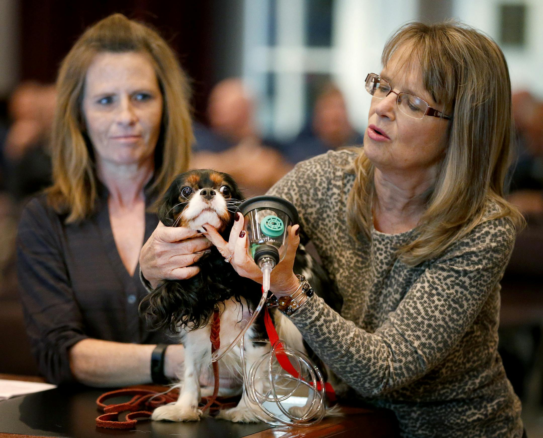 Paula Schanck a veterinarian at Southfork animal hospital demonstrated how use an animal-rescue oxygen masks on Celia a Cavalier King Charles Spaniel at a Lakeville city council meeting. Mary Francis (left) of Invisible Fence brand twin cities donated 8 kits to the Lakeville fire department. ] CARLOS GONZALEZ cgonzalez@startribune.com - October 19, 2015, Lakeville, MN, The Lakeville Fire Department and others in the south metro are getting donations of animal-rescue oxygen masks from Invisible F