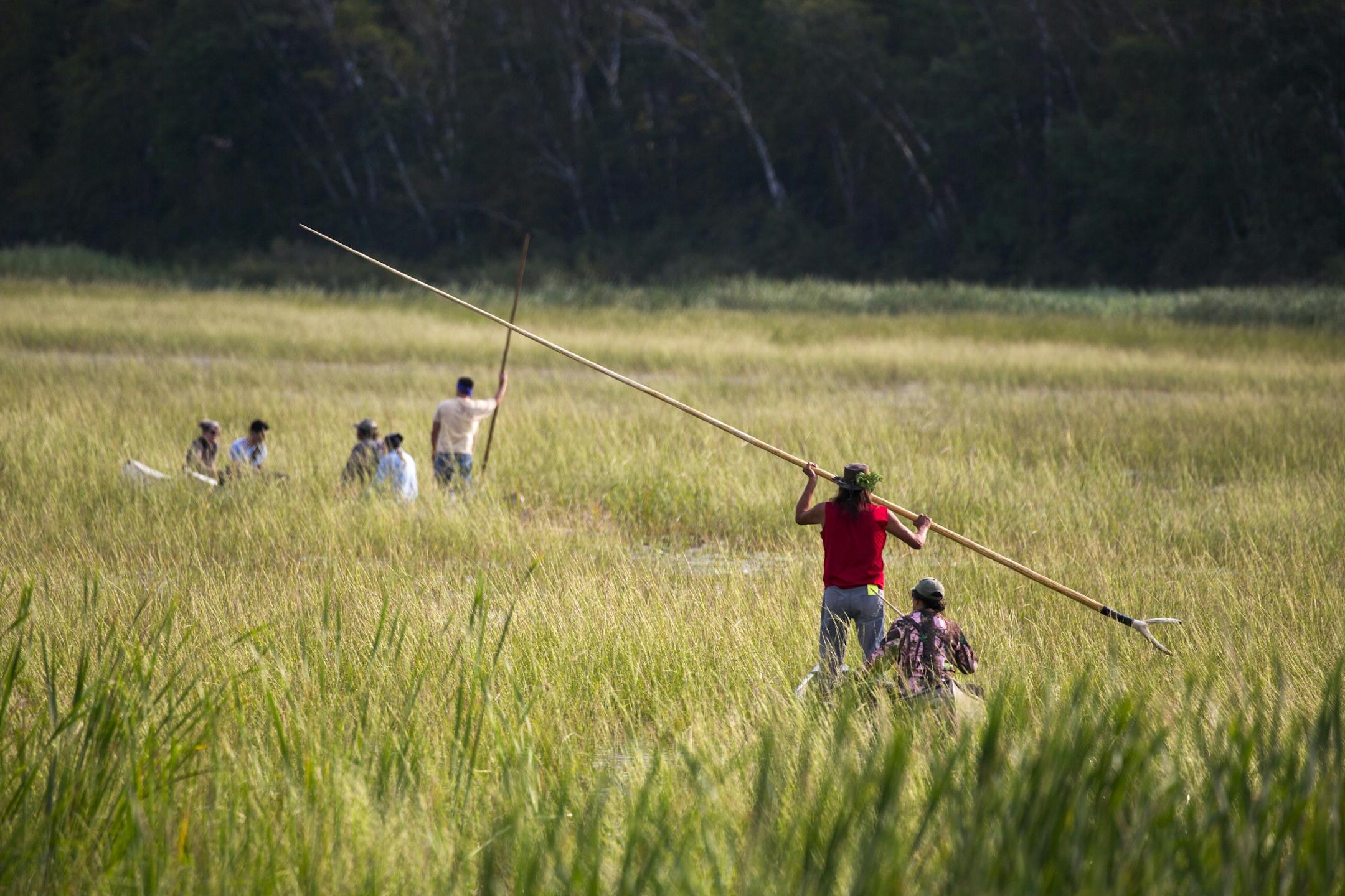 Chippewa band menbers harvest rice on Hole In THe Day Lake south of Nisswa Thursday morning.