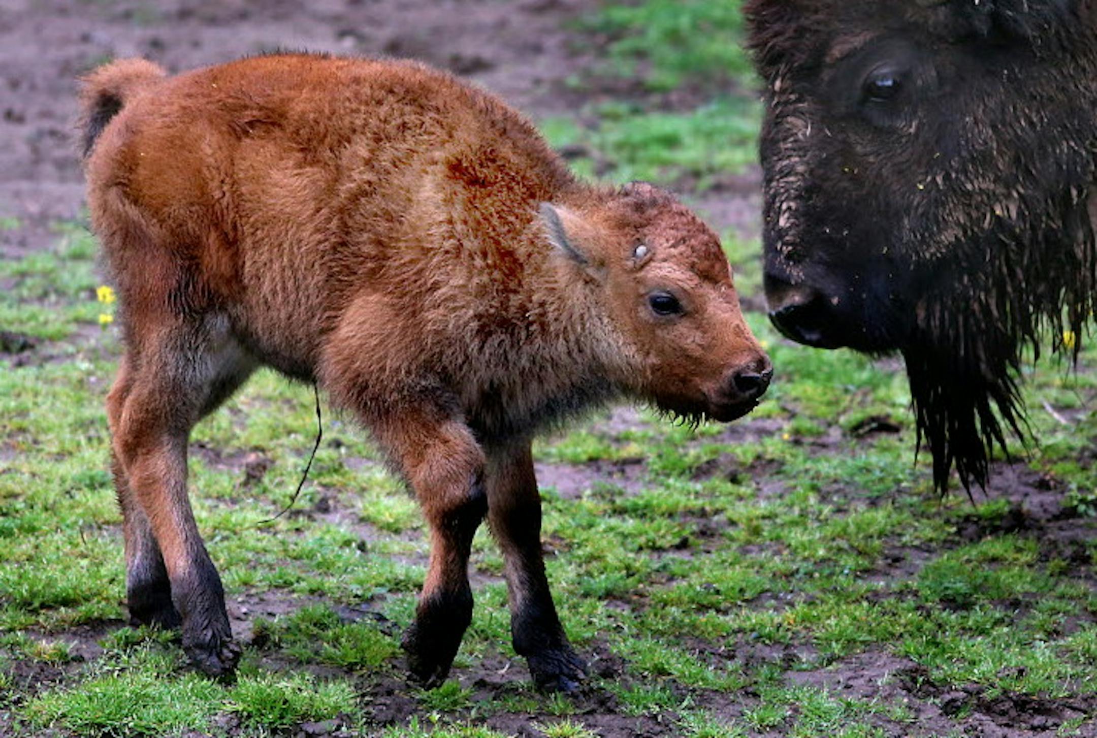 A male bison, born April 30 at the Minnesota Zoo. The calf is part of the Minnesota Conservation Bison herd along the zoo's Northern Trail. Bison this year were named the first national mammal of the United States.