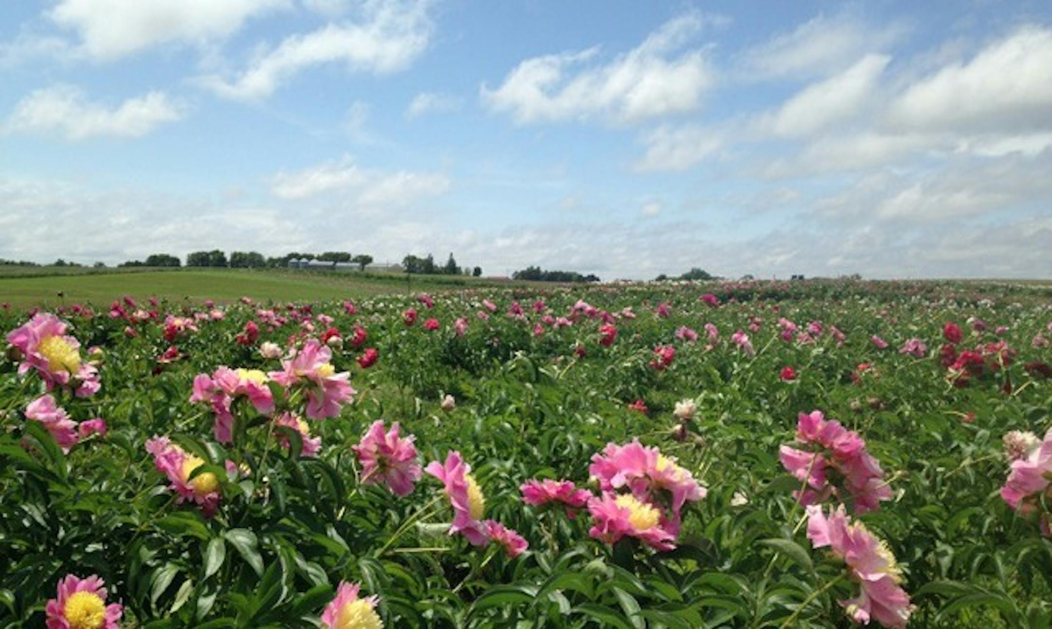 Peonies at Swenson Gardens