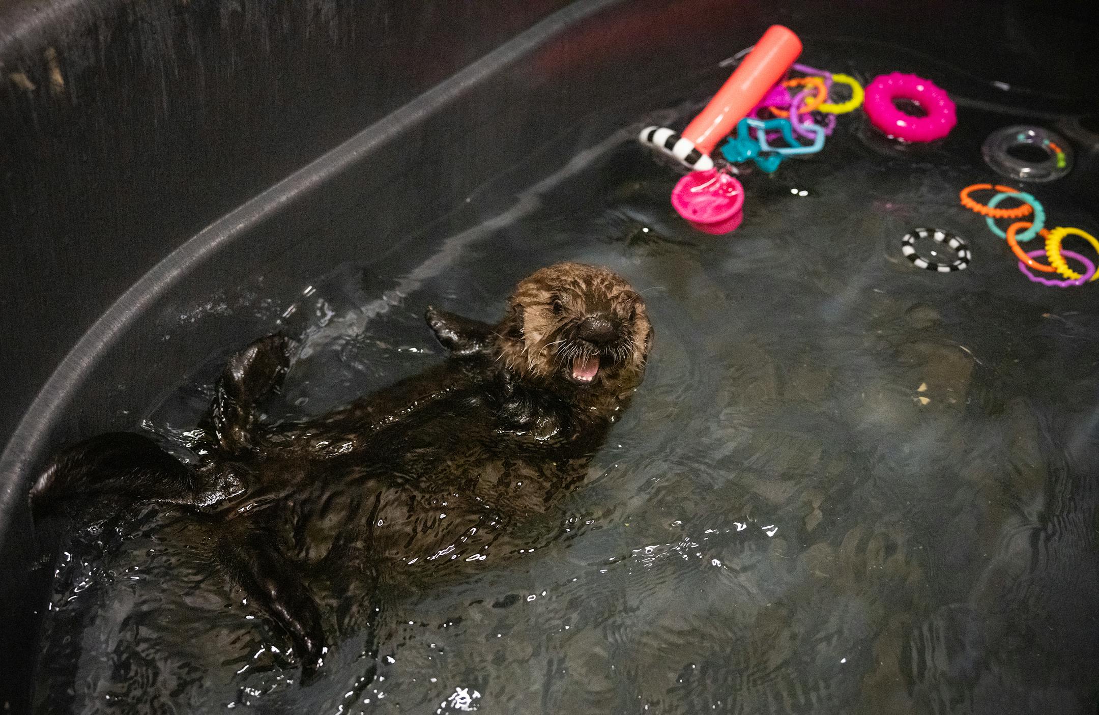 Nuka cries out as she swims in her pool at the Minnesota Zoo in Apple Valley, Minn., on Wednesday, Oct. 25, 2023.