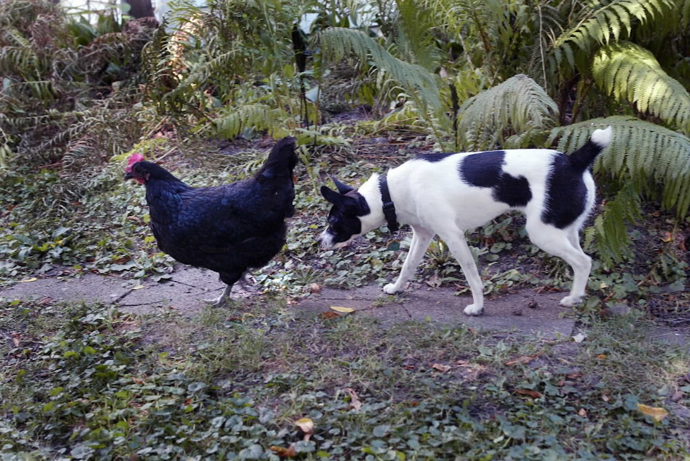 File photo of a backyard chicken taking a stroll with a dog.