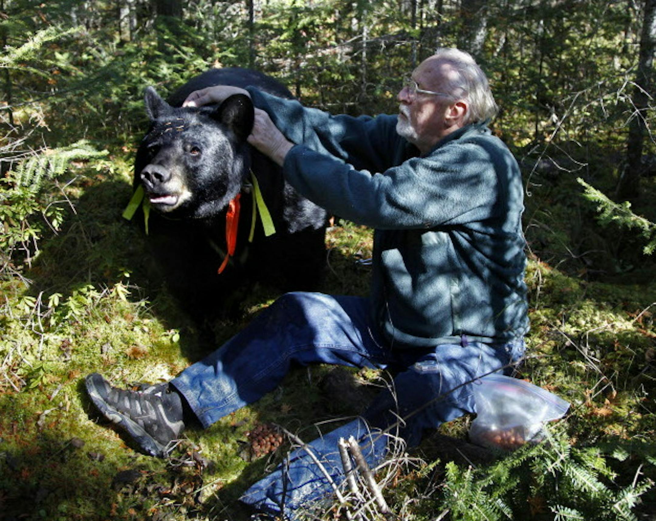 BRIAN PETERSON • brianp@startribune.com ELY, MN - 10/04/2010 ] After a long search through a dense spruce bog, Lynn Rogers, founder and Executive Director of the North American Bear Center in Ely, was able to approach Brave Heart, one of the collared black bears in his study. Brave Heart who weighs 400 pounds allowed Rogers to change the batteries in the bears GPS collar and record it's heart rate without the use of a tranquilizer. ORG XMIT: MIN2013062816514262