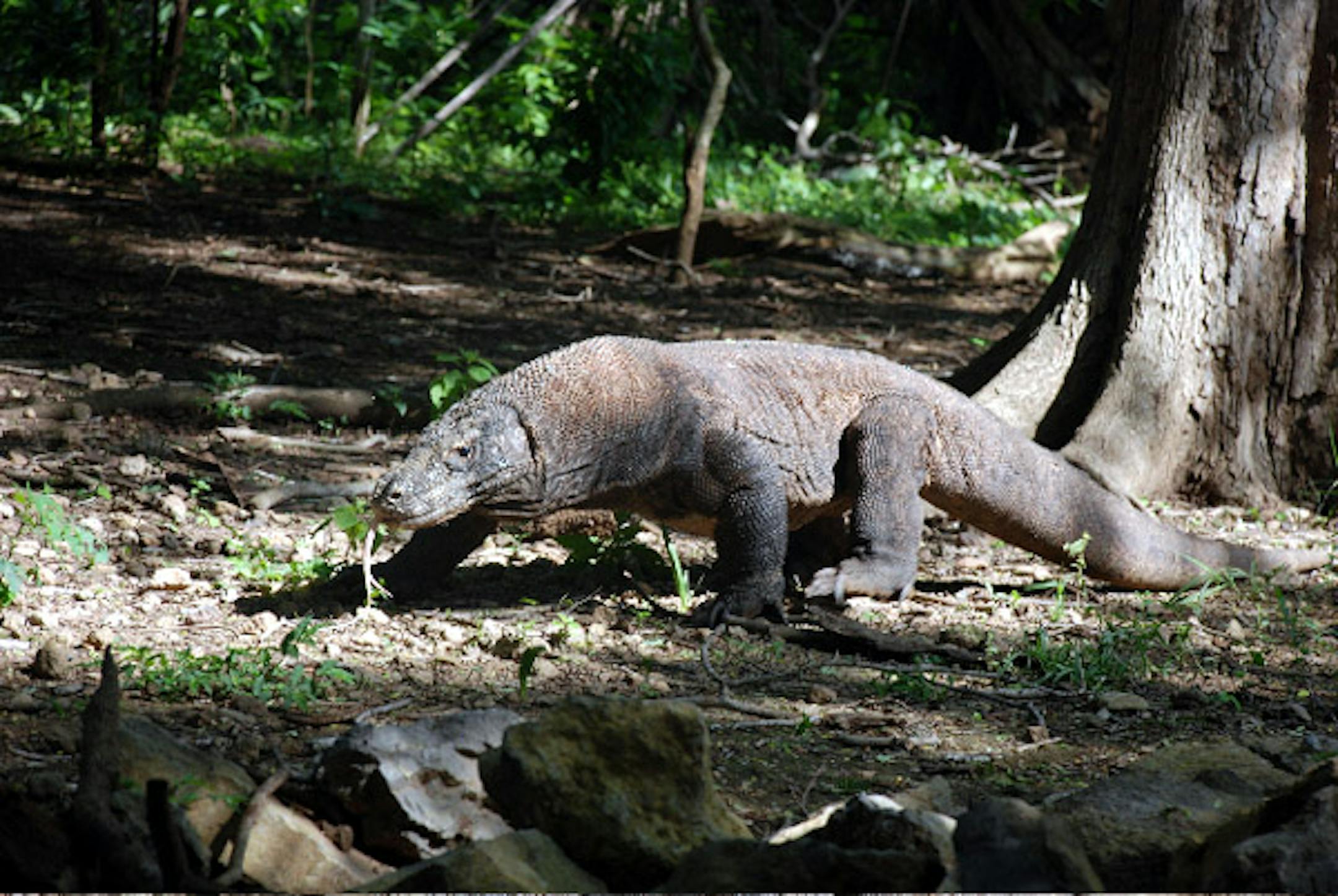 Komodo dragon