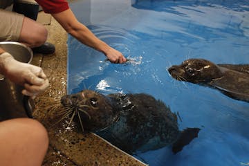 As Vivian looks up at senior zoo keeper Allison Jungheim for more fish, Feisty swims toward zoo keeper Sara Halerson, Thursday, June 21, 2012 in St. P