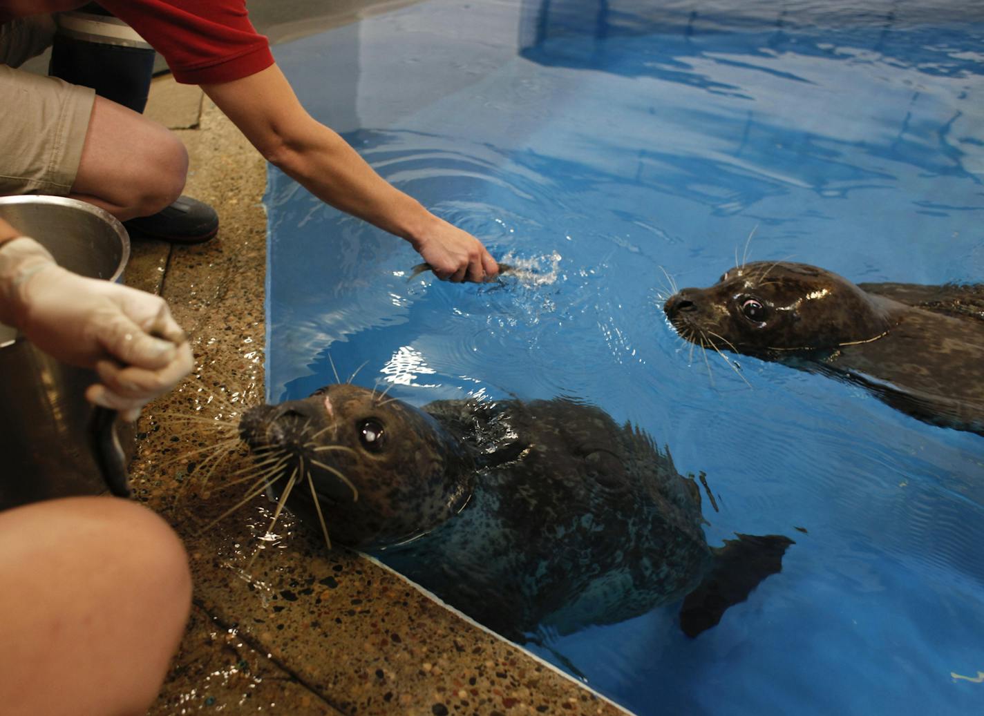 As Vivian looks up at senior zoo keeper Allison Jungheim for more fish, Feisty swims toward zoo keeper Sara Halerson, Thursday, June 21, 2012 in St. Paul. Animal care experts say the move to Como Park Zoo is in the best interest of the animals while zookeepers in Duluth deal with flood issues. Four Como zookeepers drove to Duluth late Wednesday to retrieve the two harbor seals and polar bear. (AP Photo/The Star Tribune, Megan Tan) MANDATORY CREDIT; ST. PAUL PIONEER PRESS OUT; MAGS OUT; TWIN CITI