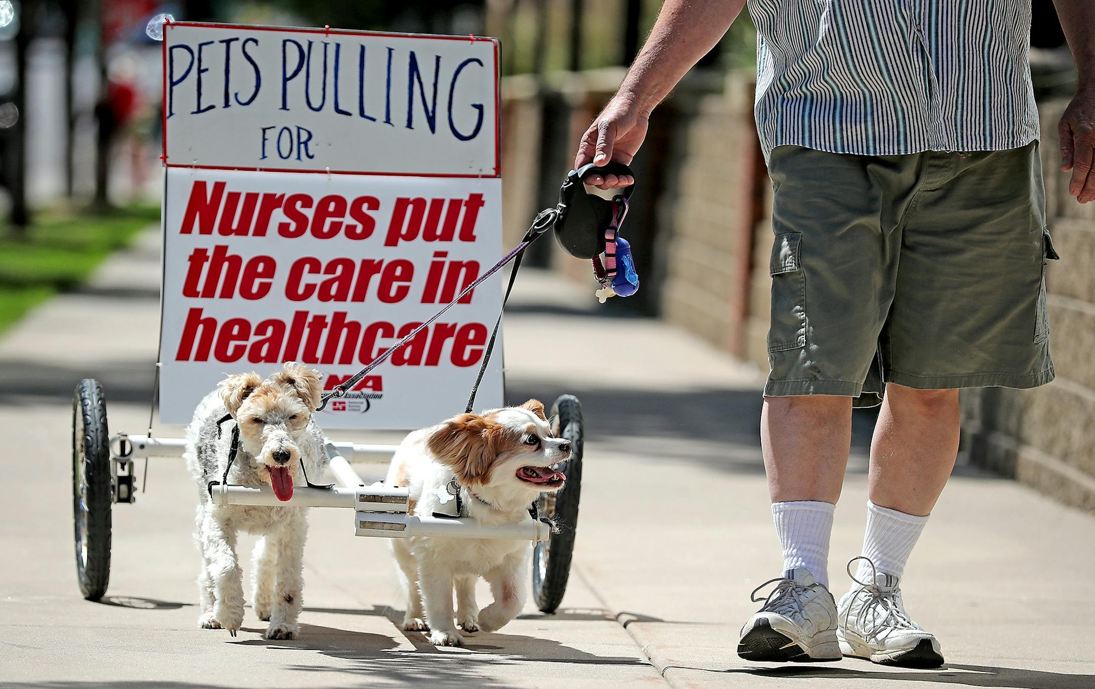 Cob Burandt and his dogs, Matty and Benny joined the Minnesota Nurses Association and their families as they made their way around Abbott Northwestern Hospital as they continued their strike, Monday, June 20, 2016 in Minneapolis, MN.