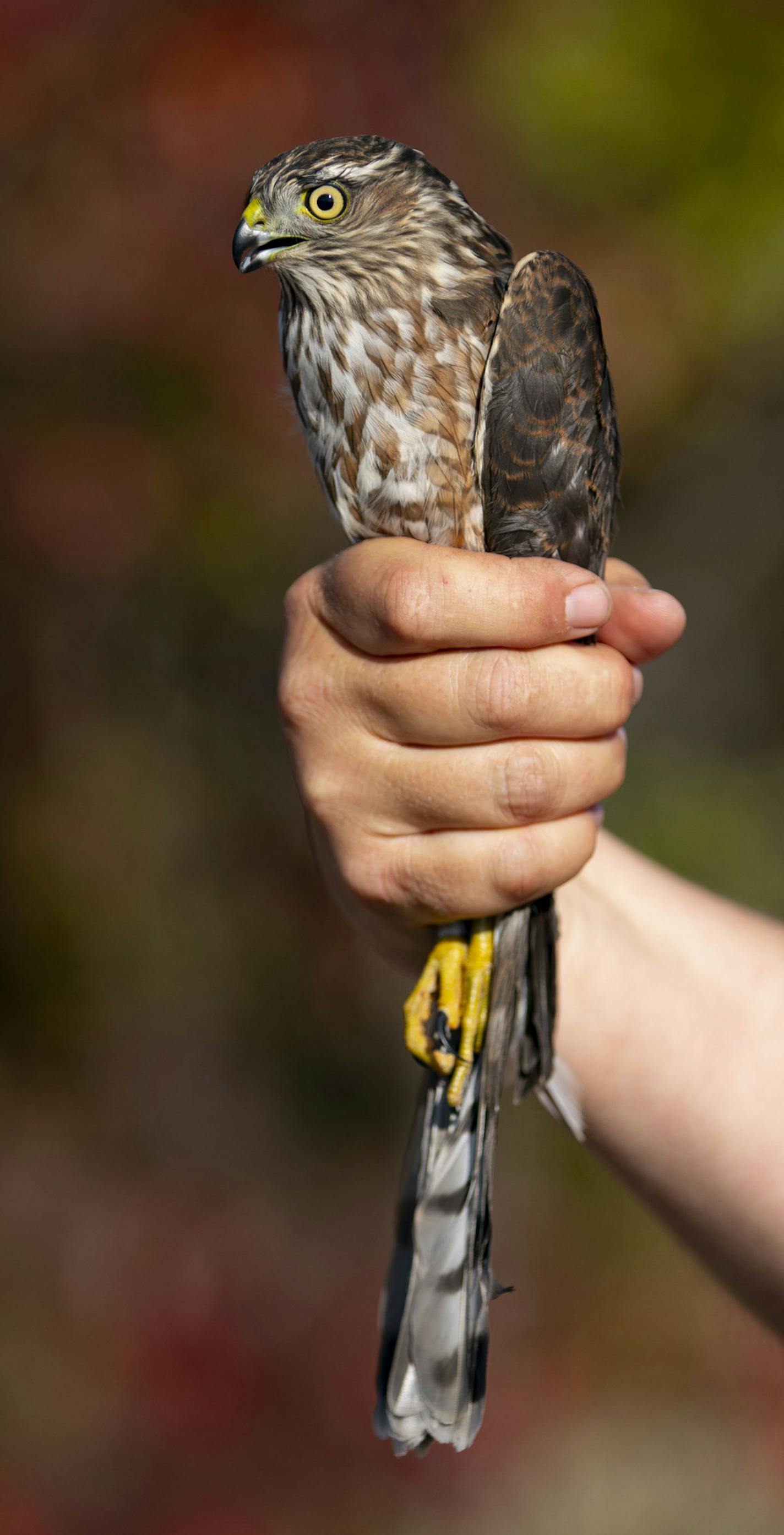 John Richardson, the Hawk Ridge fall count director, showed off a sharp-shinned hawk to visitors on Tuesday. The hawk was caught in their banding center and was released after being shown to the class. ] ALEX KORMANN • alex.kormann@startribune.com Hawk Ridge in Duluth is a favorite spot of Minnesota bird watchers. Boasting the largest raptor banding operation in the world, Hawk Ridge sees thousands of birds every year during fall migration. With the leaves changing color and various outdoor prog