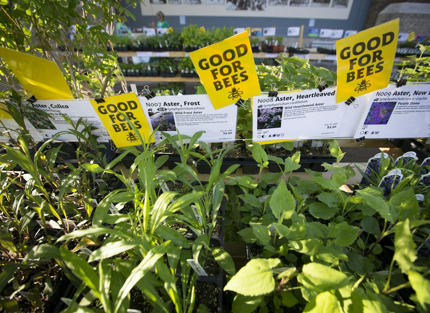 Bee friendly plants at the Friends School Plant sale at the State Fair Grandstand in Falcon Heights, Minn., on Thursday, May 5, 2016. ] RENEE JONES SCHNEIDER * reneejones@startribune.com