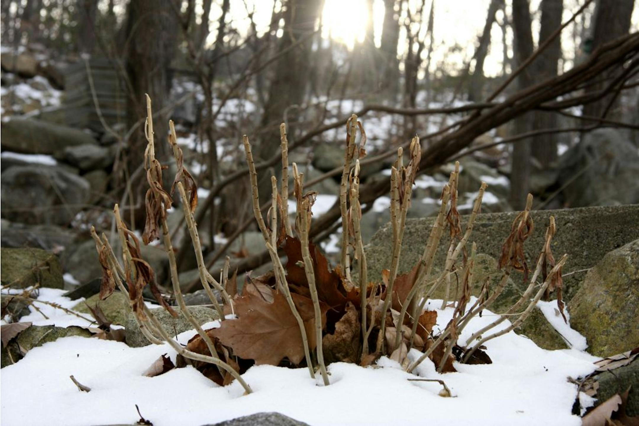 Covering a garden with organic material like leaves, straw, or wood chips can help keep roots warm during the winter months.
