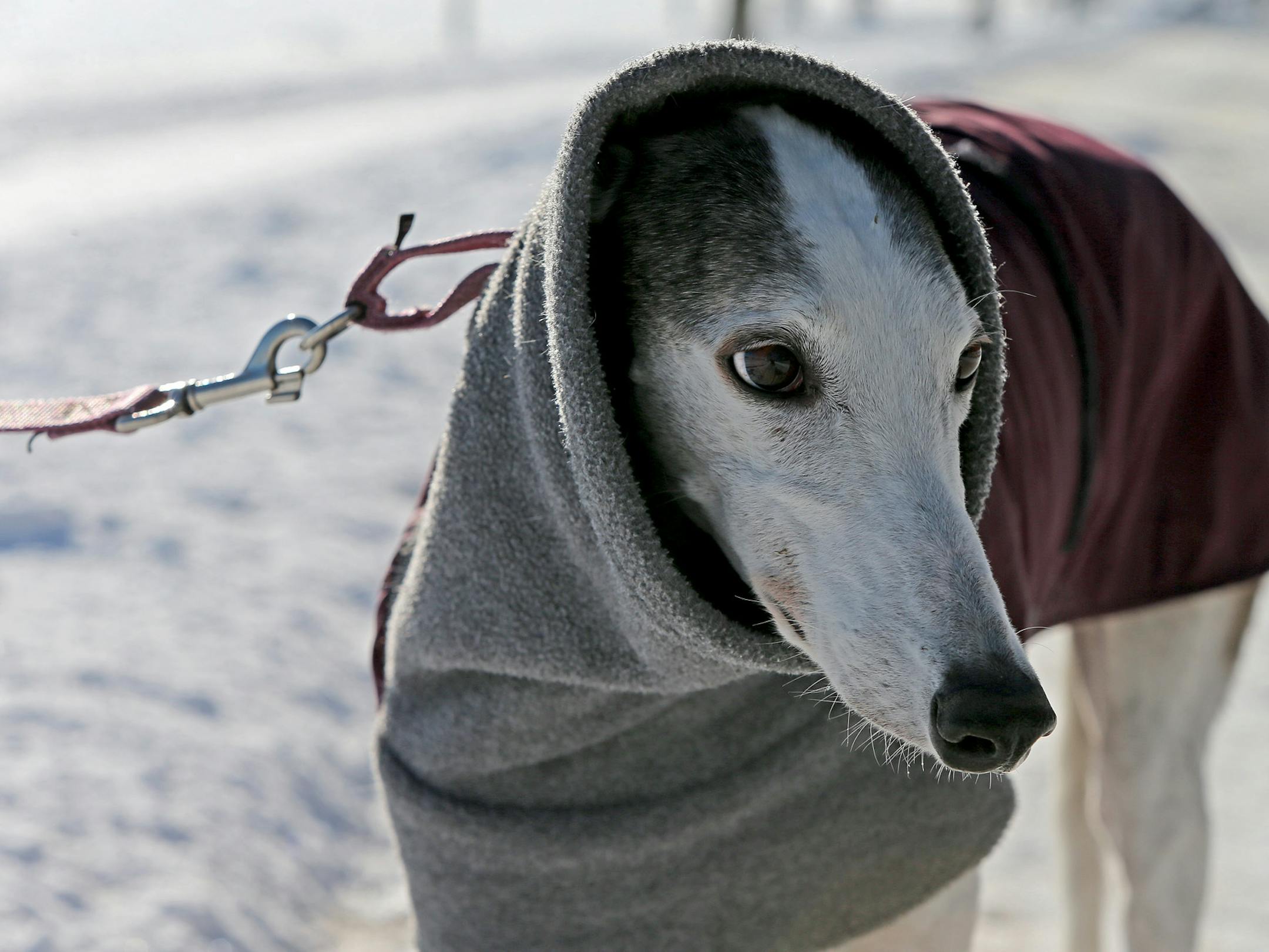 Amber Frazee, a professional dog walker, made sure "Eden," was warm in a coat as they went for a walk at Lake Harriet, Friday, November 6, 2013. (ELIZABETH FLORES/STAR TRIBUNE) ELIZABETH FLORES • eflores@startribune.com ORG XMIT: MIN1312061328271771
