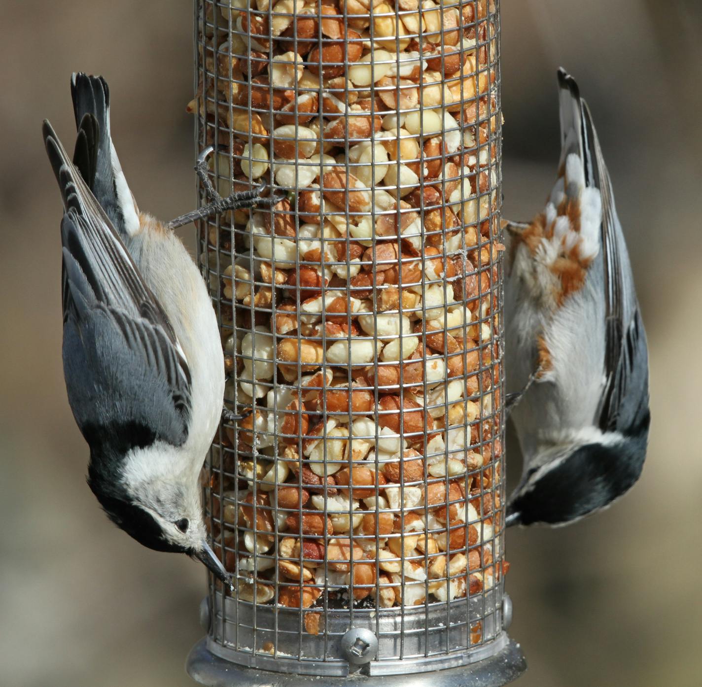 White-breasted nuthatches