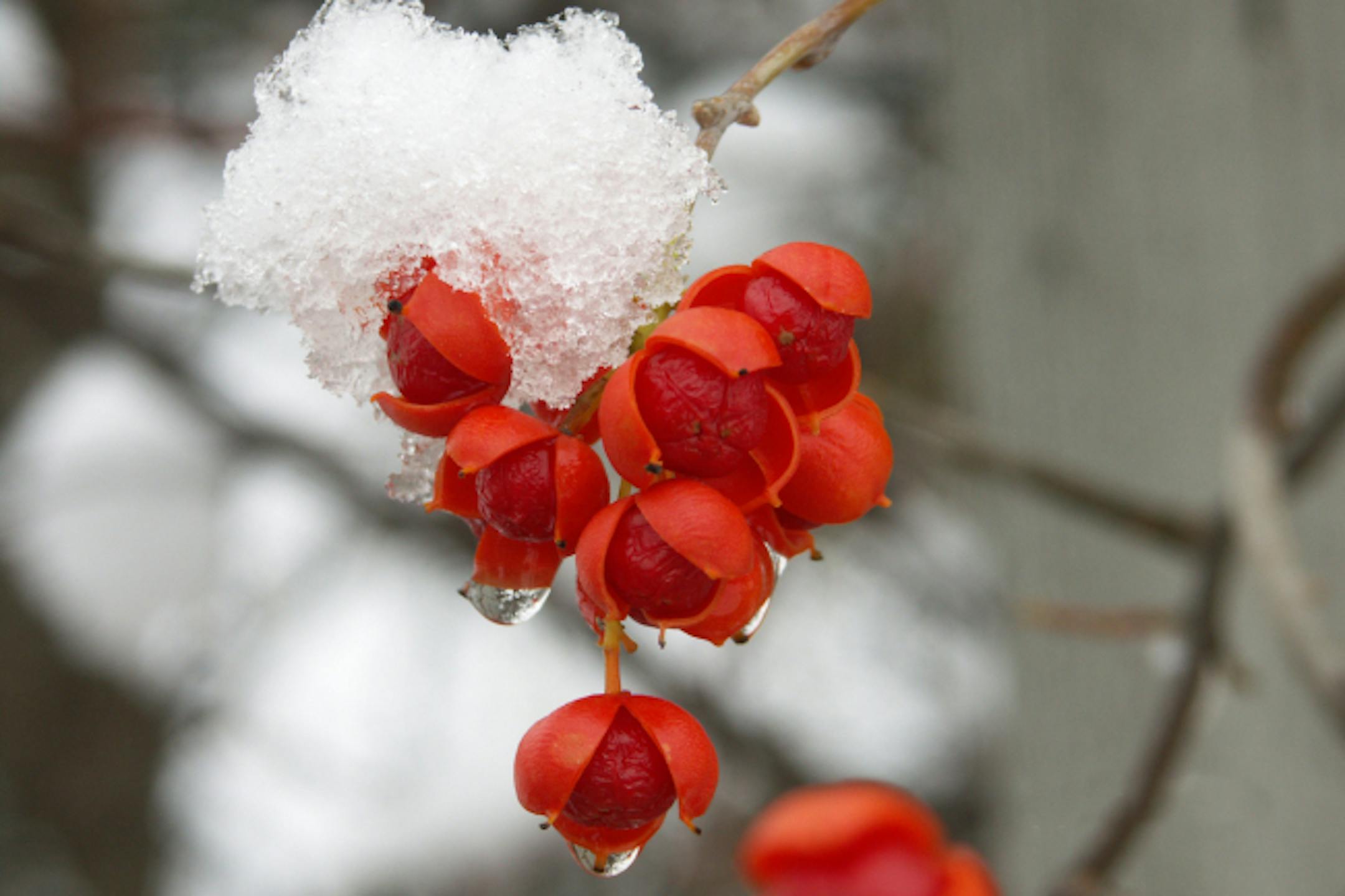 "Blooming Fantasy," a juried photography exhibit, opens at the Minnesota Landscape Arboretum.