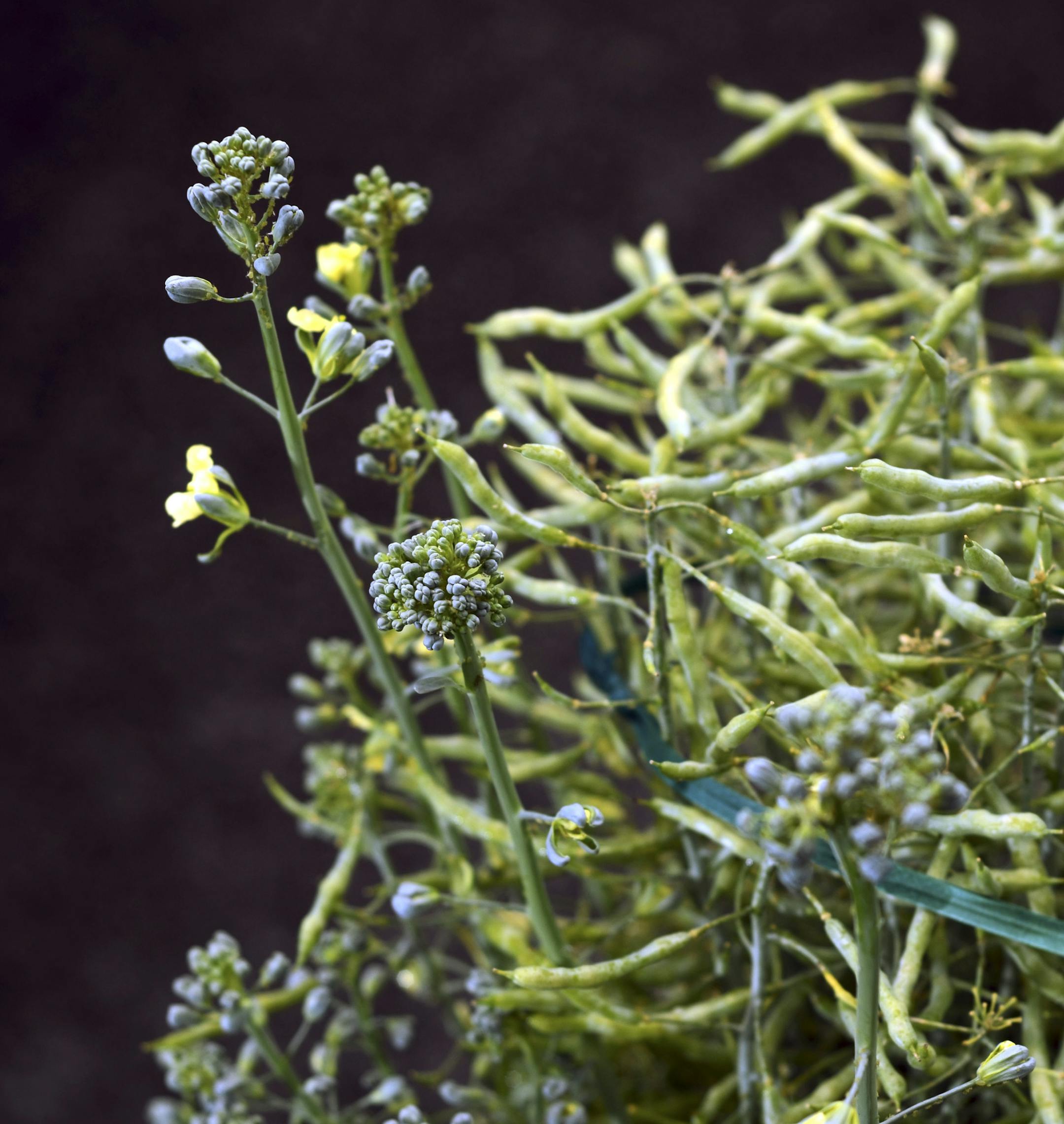 Budding broccoli flowers at a Cornell University greenhouse in Geneva, N.Y., June 11, 2013. Thomas Bjorkman and his team at Cornell are creating new seeds that will flower in warmer climates, eliminating the need to ship the vegetable from far away and improving its taste. (Heather Ainsworth/The New York Times)