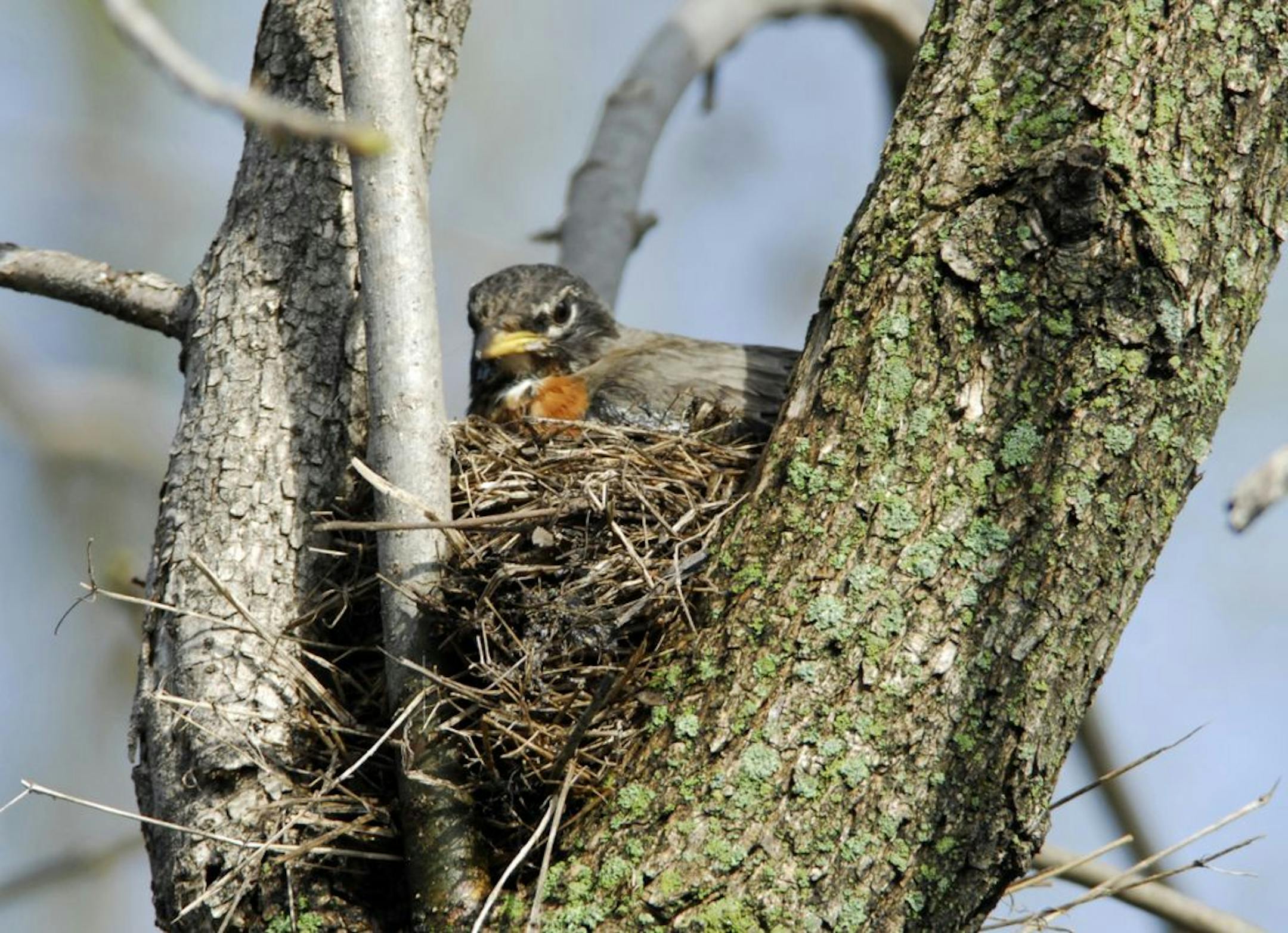 American robins don't nest in birdhouses.