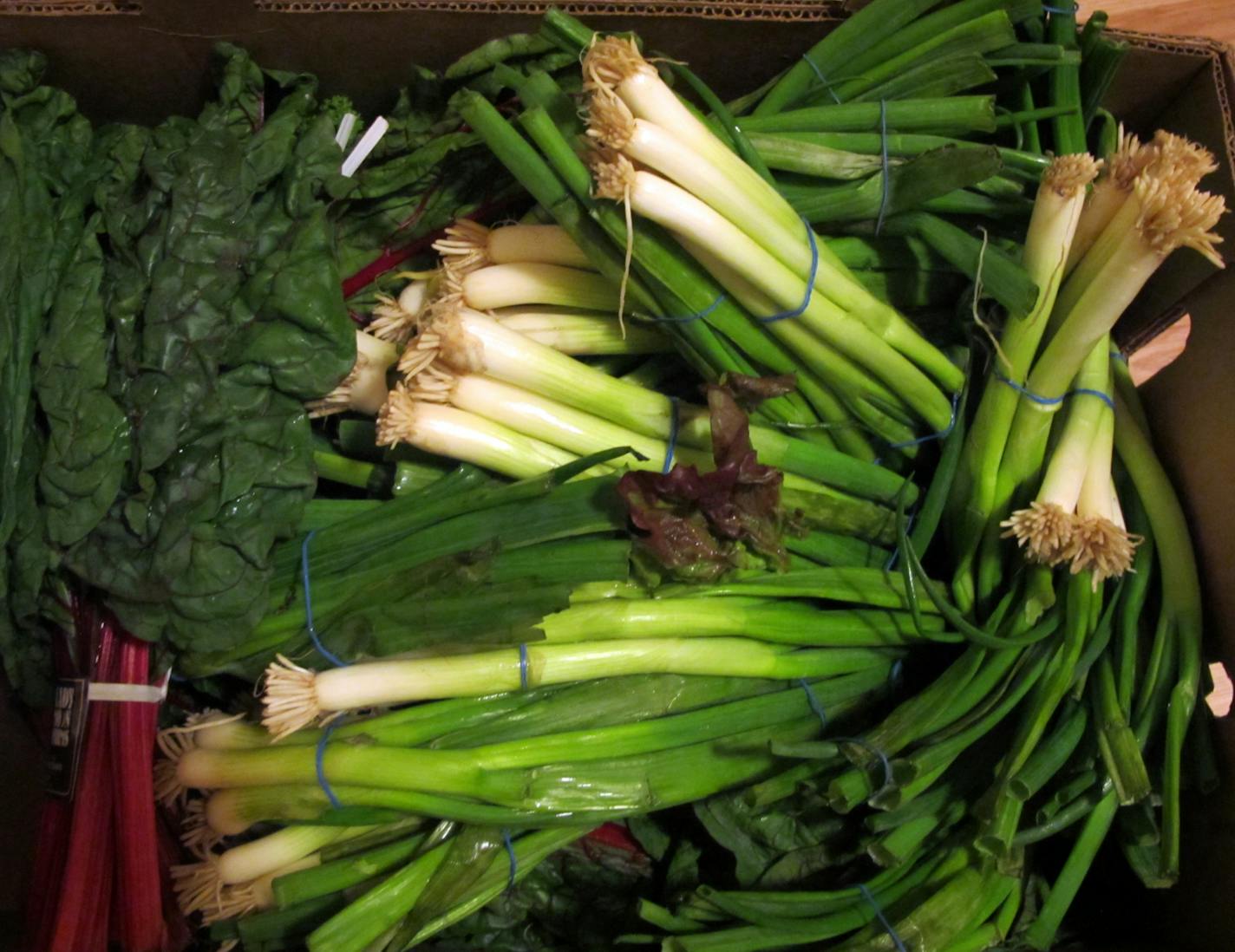 Vegetables reclaimed from a grocery dumpster