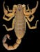An undated handout photo of a club-tailed scorpion. During the summer of 2017, researchers reported that they had discovered three new species of club