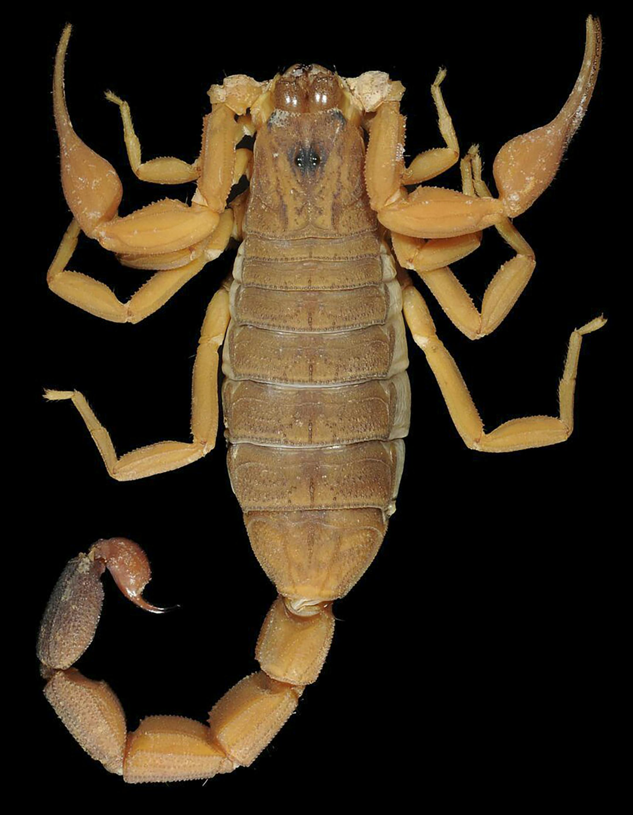 An undated handout photo of a club-tailed scorpion. During the summer of 2017, researchers reported that they had discovered three new species of club-tailed scorpions in tropical areas of the Americas. (Bulletin of the American Museum of Natural History via The New York Times) -- NO SALES; FOR EDITORIAL USE ONLY WITH SCI WATCH BY JAMES GORMAN FOR AUG. 8, 2017. ALL OTHER USE PROHIBITED. --