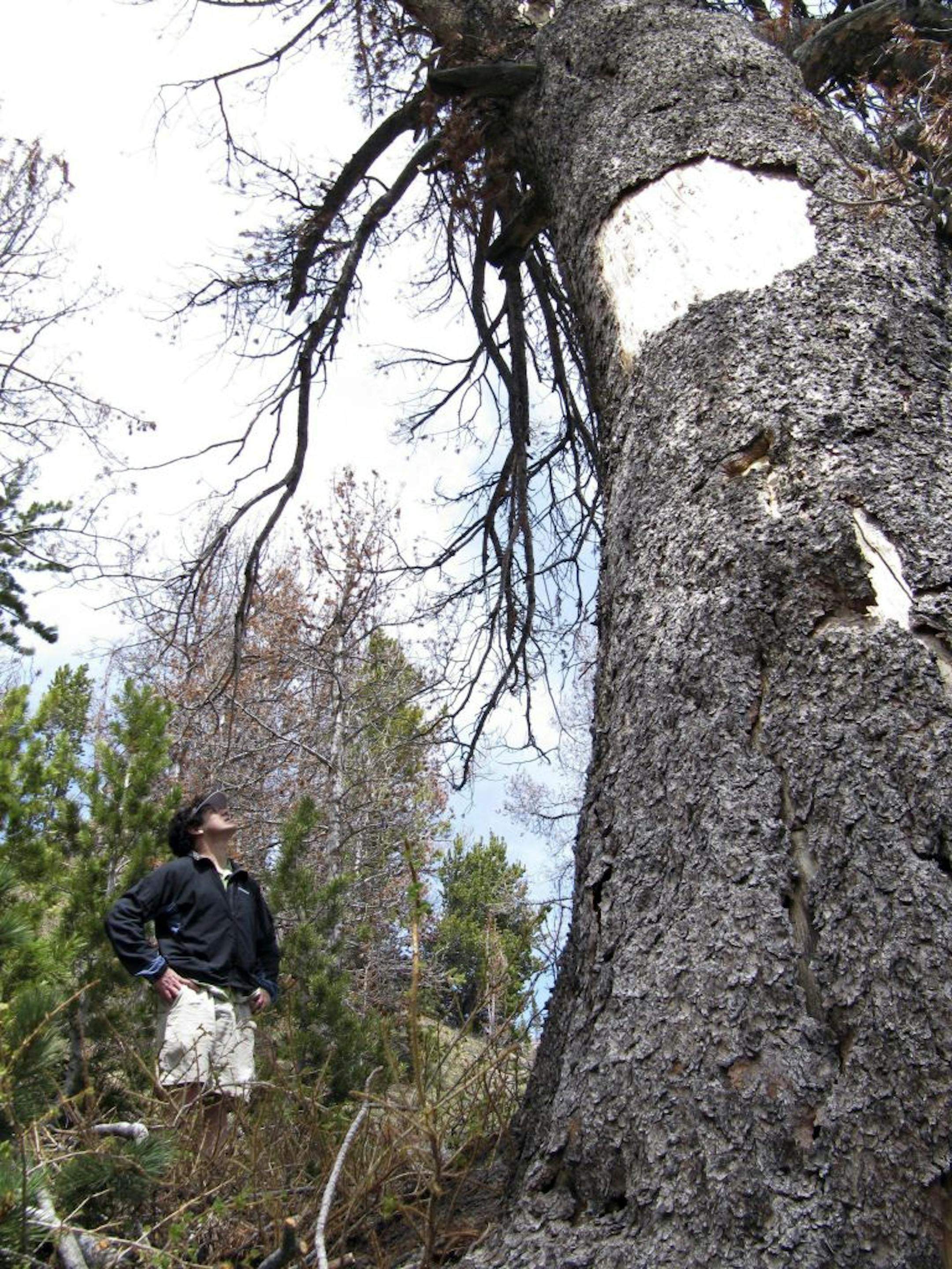 FILE - In this June 23, 2010 file photo environmentalist David Gonzales, of Jackson, Wyo., looks up at a dead whitebark pine tree in the mountains east of Jackson Hole, Wyo. Mountain pine beetles killed the roughly 800-year-old tree. U.S. officials say climate change, beetles and a deadly fungus are imperiling the long-term survival of the high-elevation tree found in the western U.S.