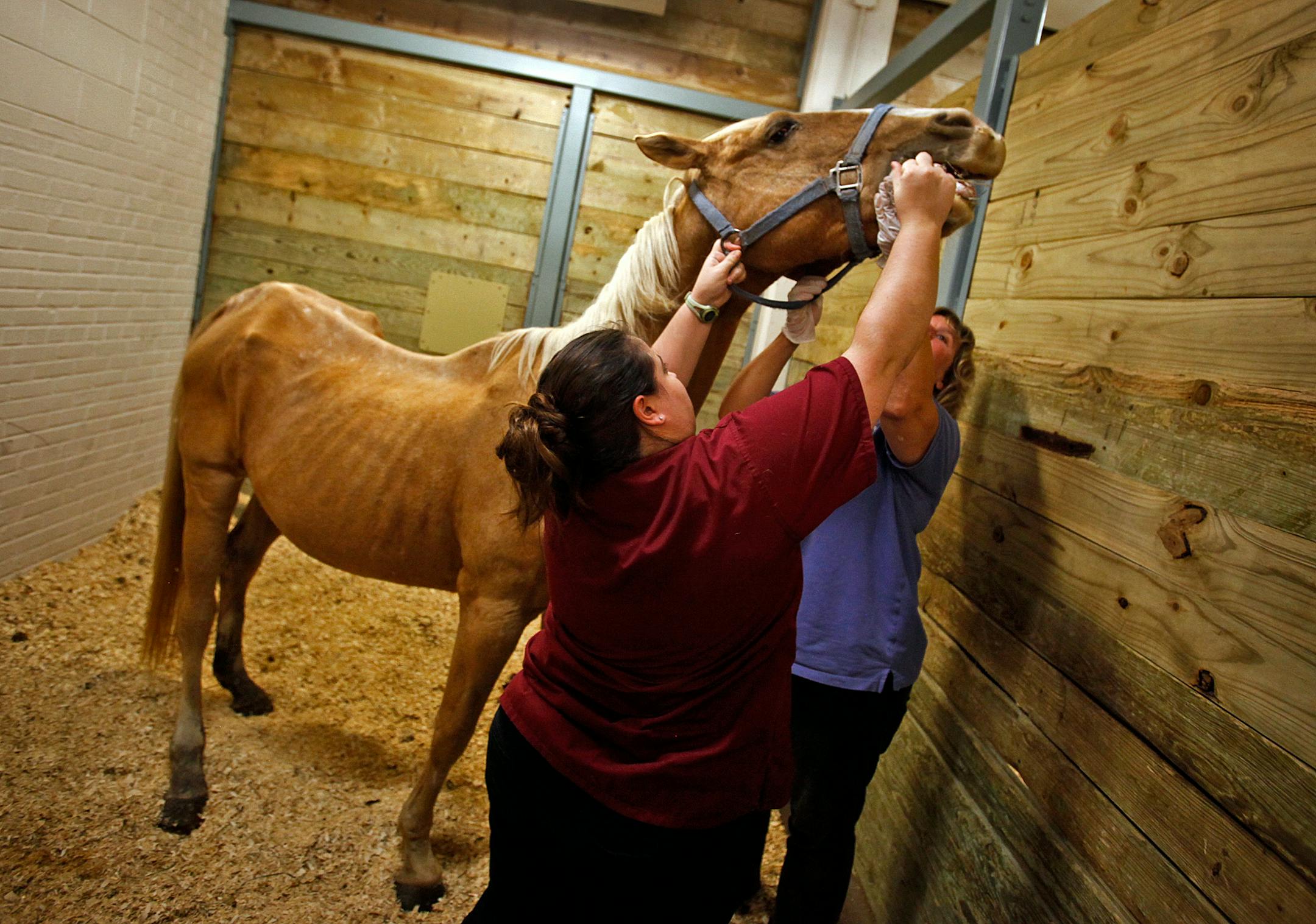 A horse nicknamed IRS was given a deworming agent by University of Minnesota veterinary student Jess Desimone, front, and Sheryl Ferguson, manager of the U's Large Animal Hospital.