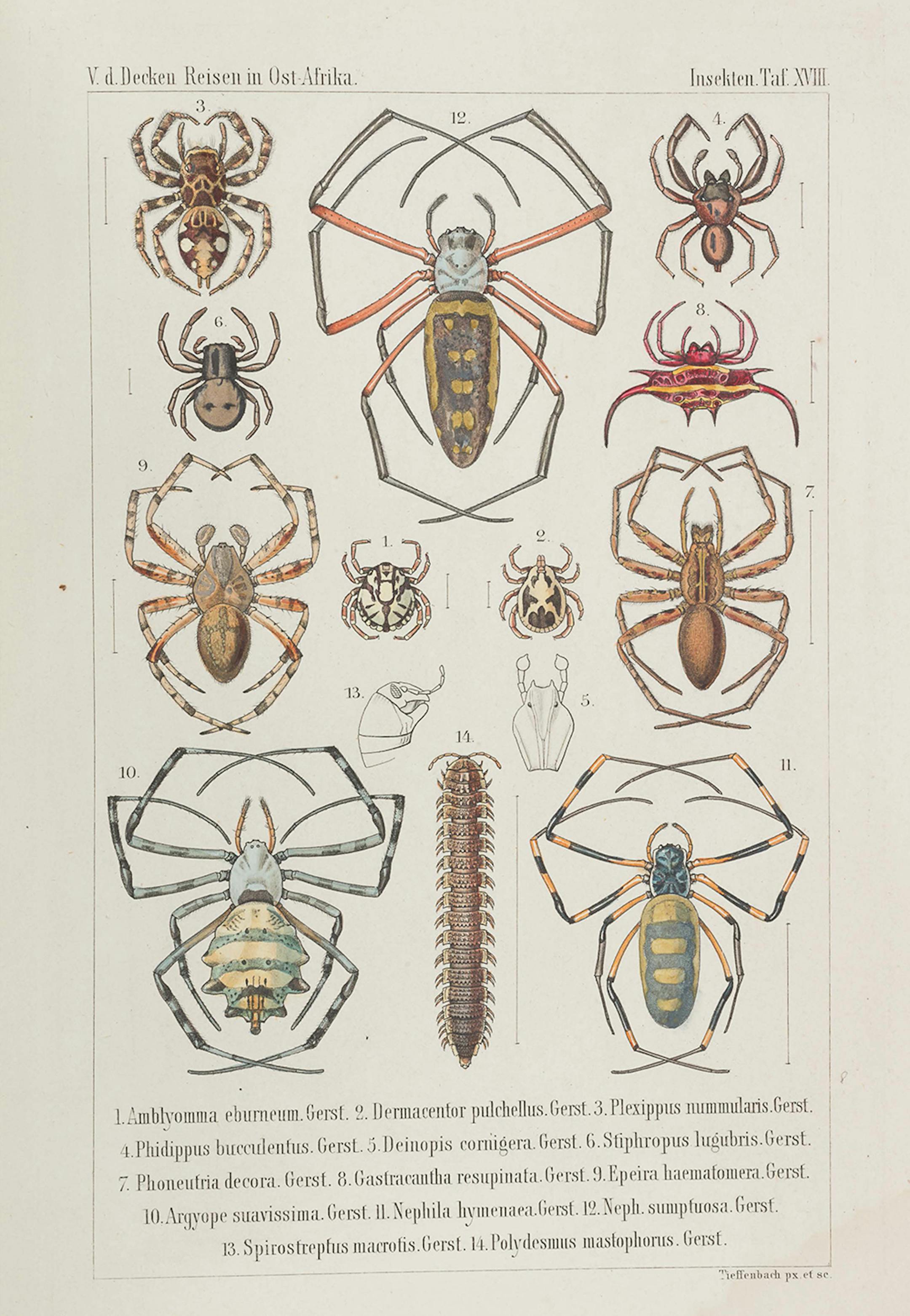 Illustration of anthropods in "Innumerable Insects," a new book by Mike Engel.