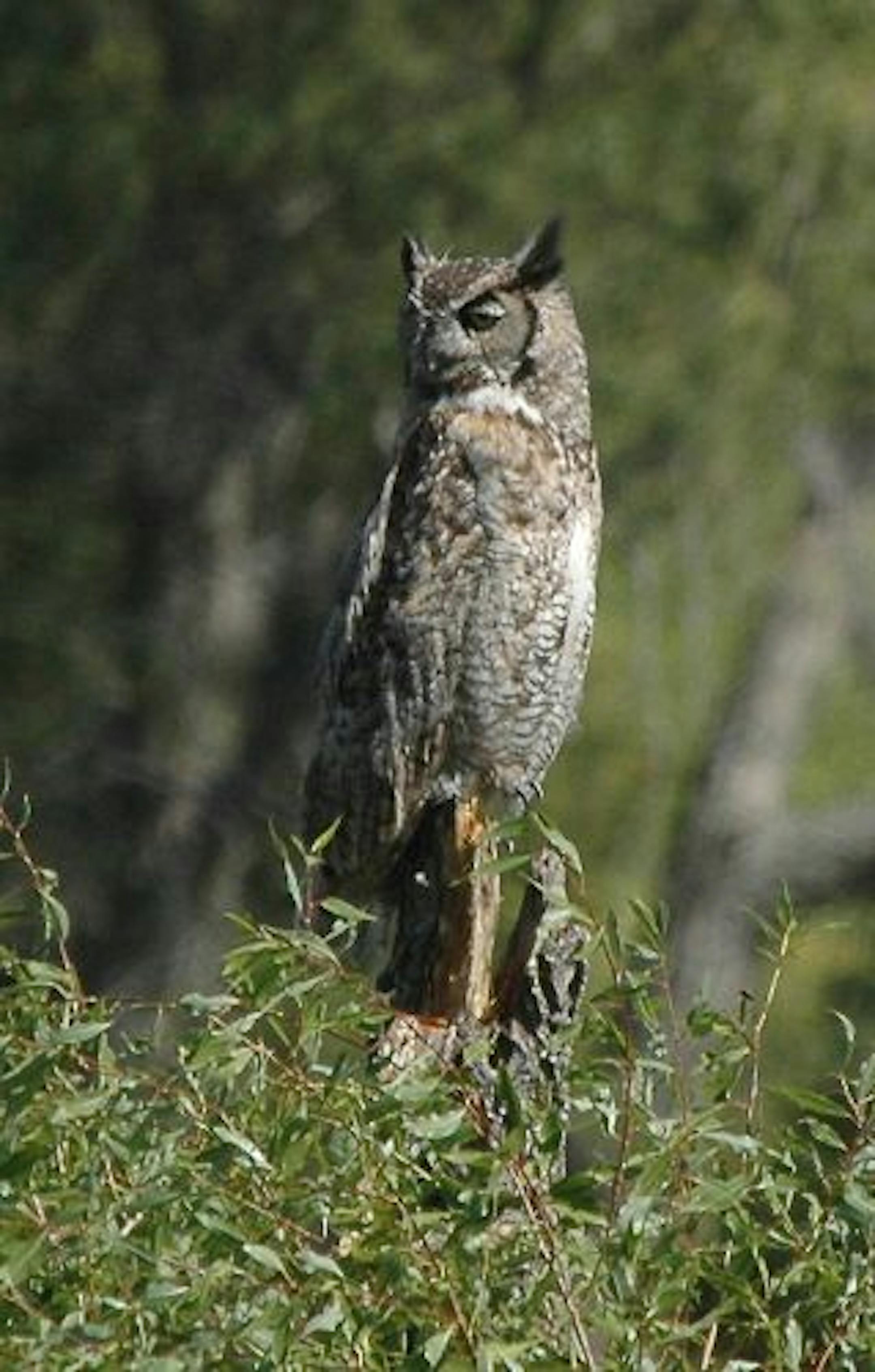Great horned owl