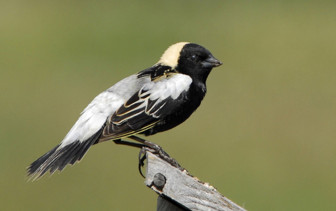 Bobolinks fill summer days with their burbling songs (www.allaboutbirds.org/guide/Bobolink/sounds). credit: Jim Williams, special to the Star Tribune