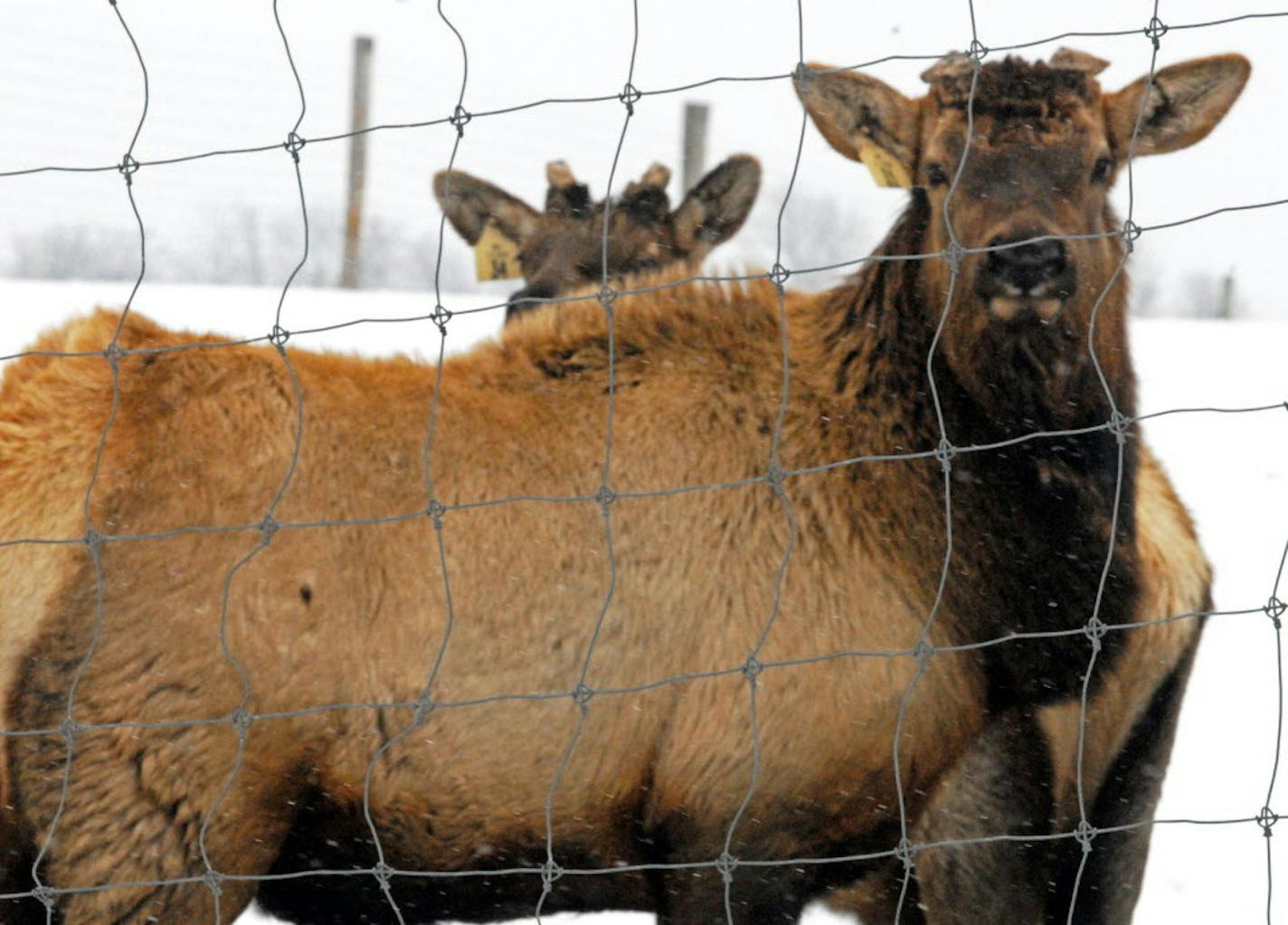 Cervidae farms are common around Lanesboro and catch some blame for the discovery of CWD.