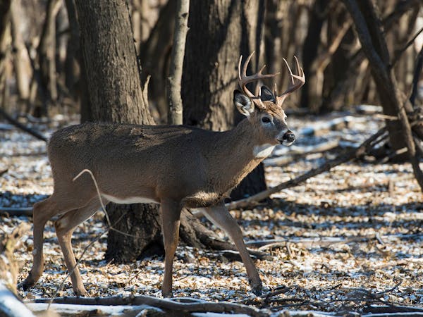 A whitetail buck in the wild in Minnesota.