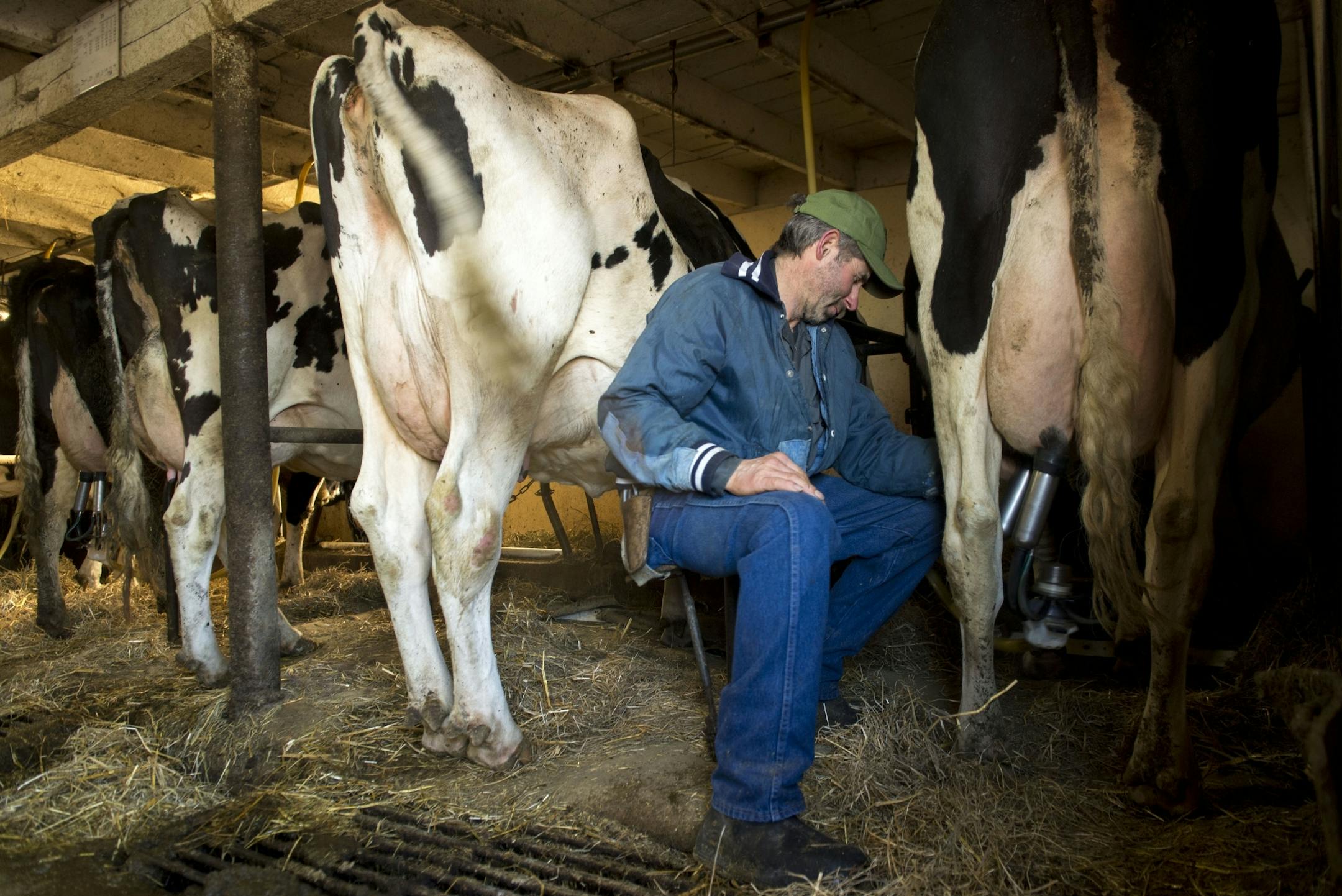 Owner of Wicmar Dairy Mark Wickenhauser milks one of the last cows of the morning.