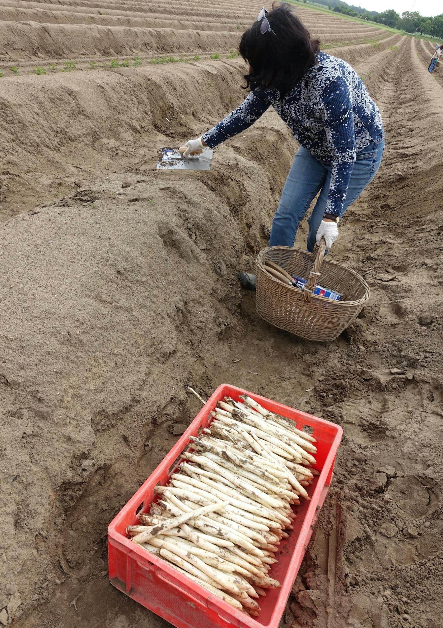 Elfriede Fackel-Kretz-Keller harvests white asparagus at the family's asparagus field in Schwetzingen, Germany. Credit: all photos by Donna Tabbert Long, Special to the Star Tribune