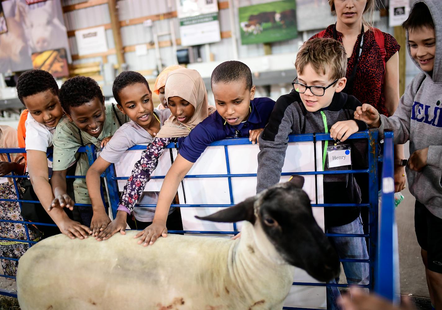 Third graders from Clara Barton Open School in Minneapolis patted a recently-sheared sheep as they visited the CHS Miracle of Birth Center Tuesday. ] AARON LAVINSKY &#xef; aaron.lavinsky@startribune.com More than 1,400 Minneapolis and Saint Paul public school third-graders will experience Urban Ag Day 2018 at the MN State Fairgrounds - a field trip event designed to teach young students that food does not come from the grocery store or refrigerator, but from farmers and their fields. We photogra