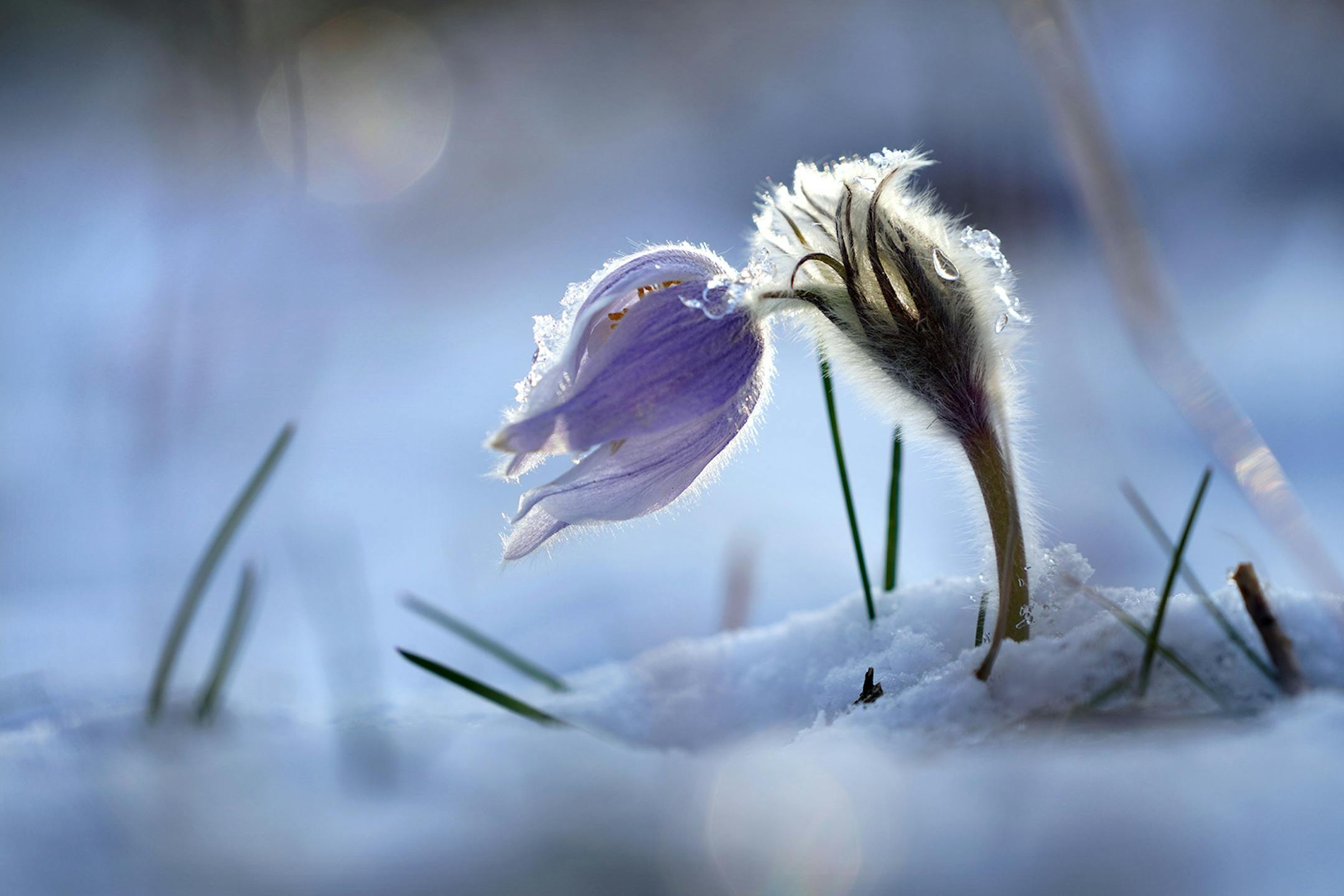 One of the first flowers to emerge in spring are the Pasque Flowers. With their fuzzy winter coats to protect them from late spring snow and ice. This Pasque Flower reaches for the warming sun, through the fresh Easter snowfall at Central Park in Bloomington.