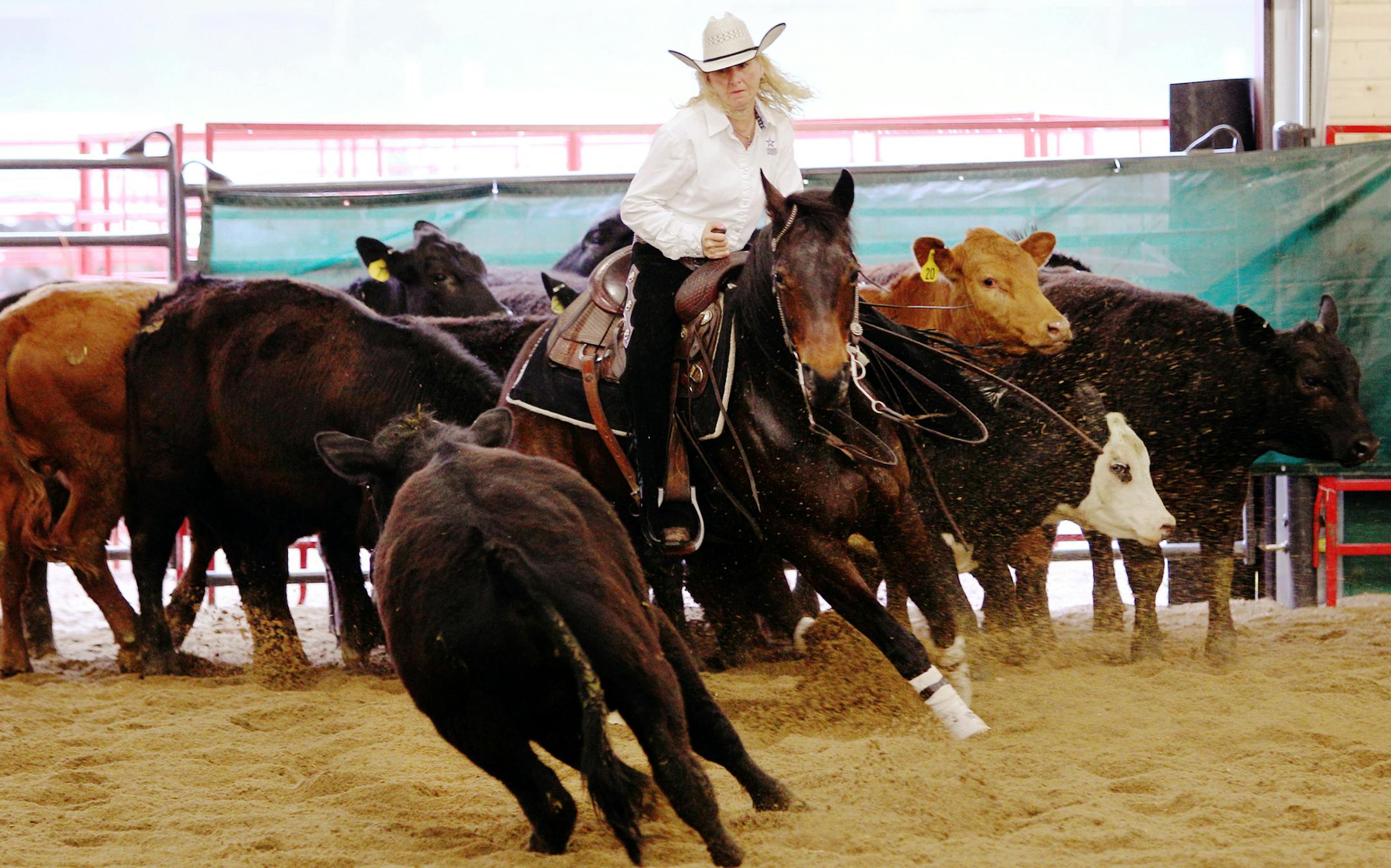 Kathy Lessard, of Mantorville, competed in the non-pro division of the Sunrise River horse cutting competition hosted by the Minnesota Cutting Horse Association in the newly erected AgStar Arena at the State Fairgrounds last year. (Genevieve Ross/Special to the Star Tribune) ORG XMIT: MIN2013082011192929