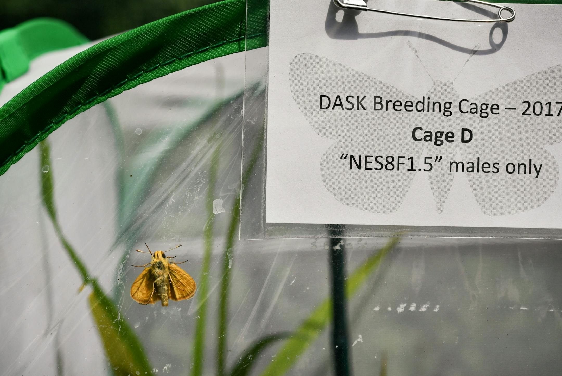 A male Dakota Skipper in a breeding cage.