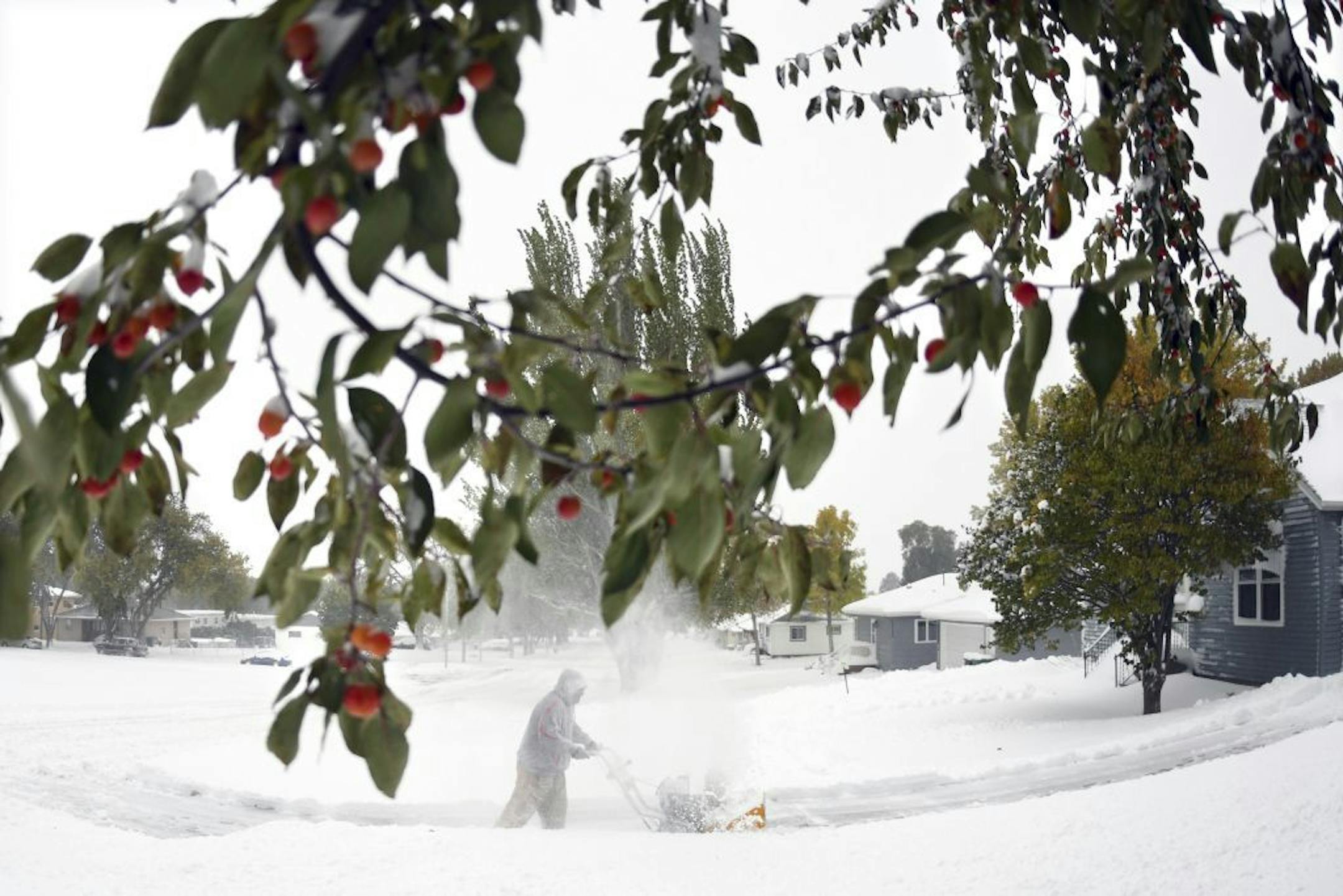 Crab apples still cling to the green leafed branches while Thomas Kok uses a snow blower to clear his driveway and sidewalks in front of his home, Friday, Oct. 11, 2019 in Bismarck, N.D. North Dakota Gov. Doug Burgum on Friday activated the state's emergency plan due to what he called a crippling snowstorm that closed major highways and had farmers and ranchers bracing for the potential of huge crop and livestock losses.