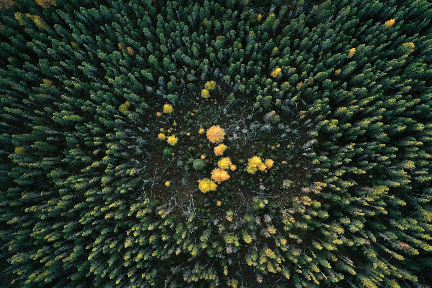 Nestled into a pocket of black spruce trees, the only deciduous conifer native to Minnesota, the tamarack tree, glows a golden yellow in the fall before dropping its needles in the Cloquet Valley State Forest. From 2001 to 2021, because of warming winters, the DNR says the eastern larch beetle has impacted 60% of Minnesota's tamarack forest.