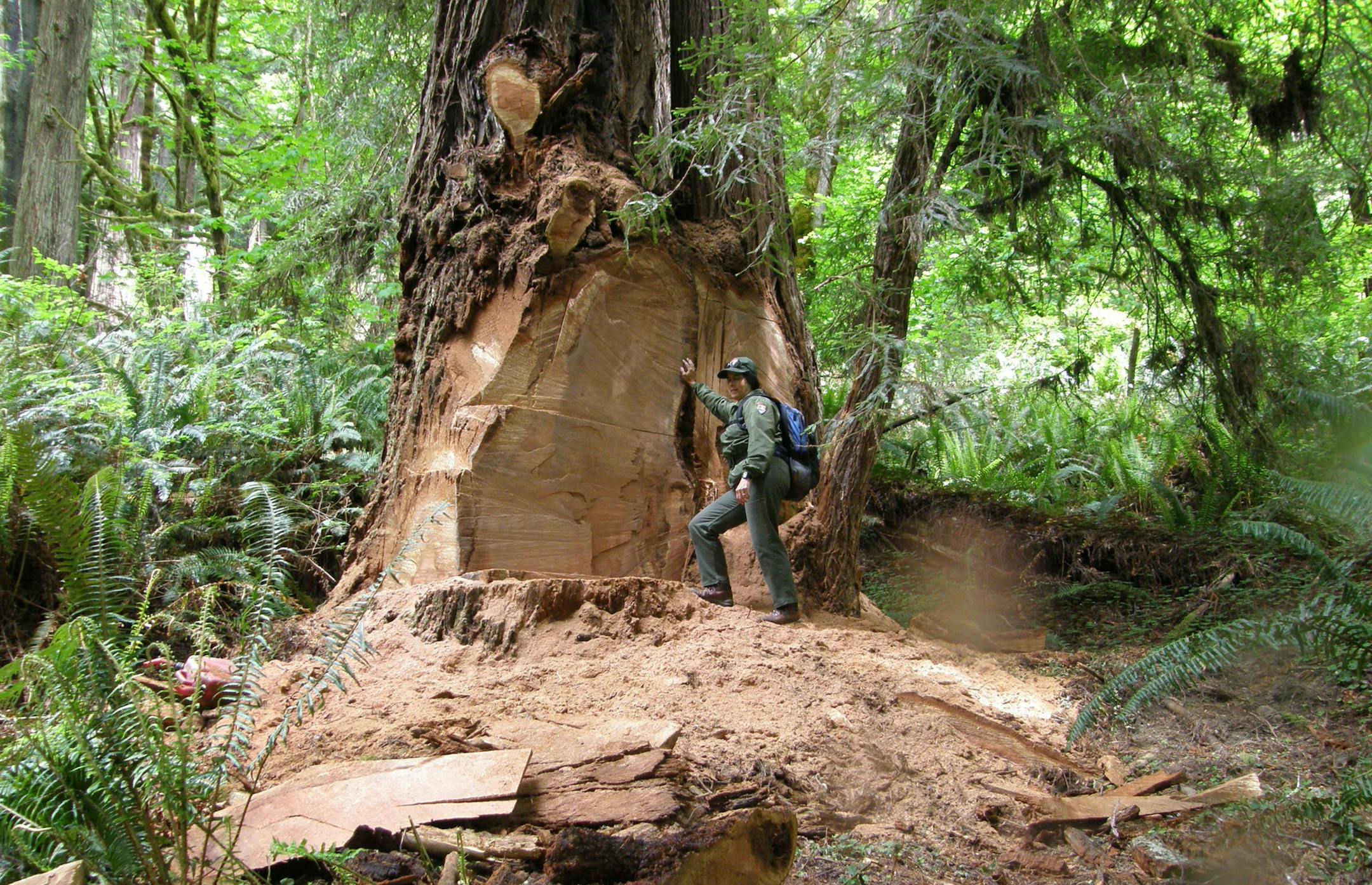 This May 21, 2013 photo provided by the National Park Service shows wildlife biologist Terry Hines standing next to a massive scar on an old growth redwood tree in the Redwood National and State Parks near Klamath, Calif., where poachers have cut off a burl to sell for decorative wood. The park recently took the unusual step of closing at night a 10-mile road through a section of the park to deter thieves. (AP Photo/Redwood National and State Parks, Laura Denn)