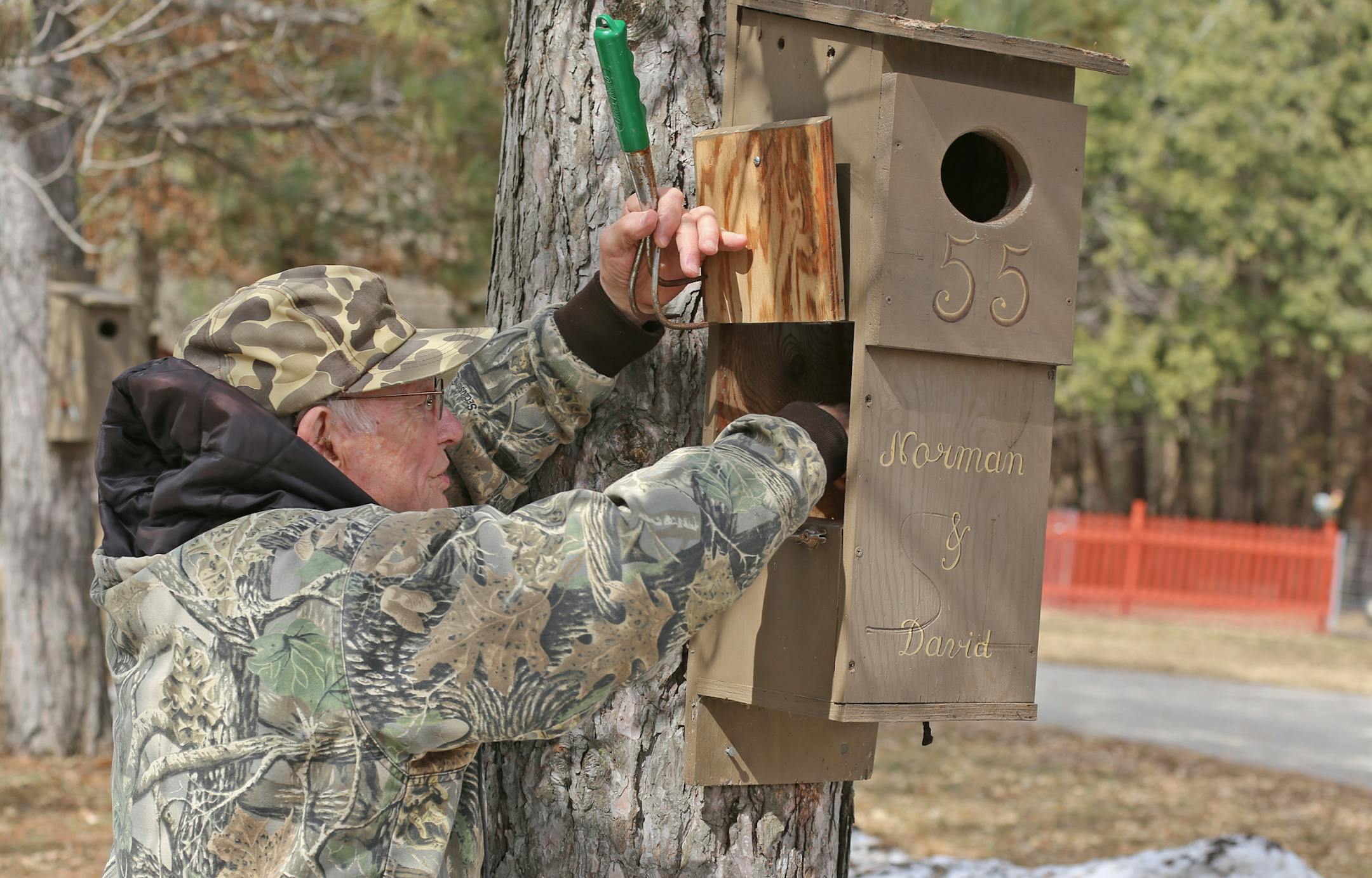 Arnold Krueger of rural Le Center, Minn., cleans one of 58 wood duck houses in his yard, removing leaves and wet pine shavings and replacing the latter with dry shavings in which a hen wood duck can successfully lay and incubate her eggs.