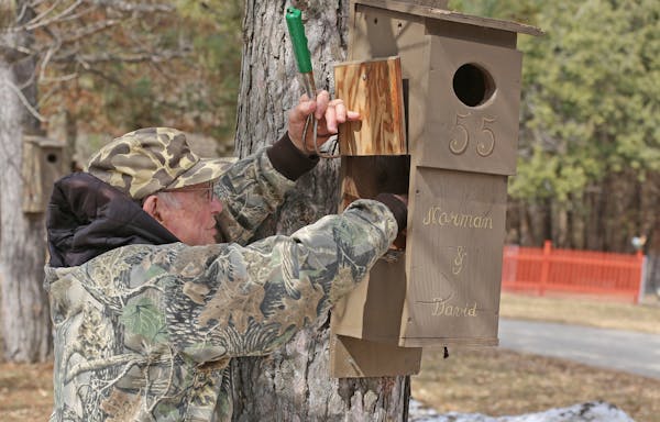 Arnold Krueger of rural Le Center, Minn., cleans one of 58 wood duck houses in his yard, removing leaves and wet pine shavings and replacing the latte