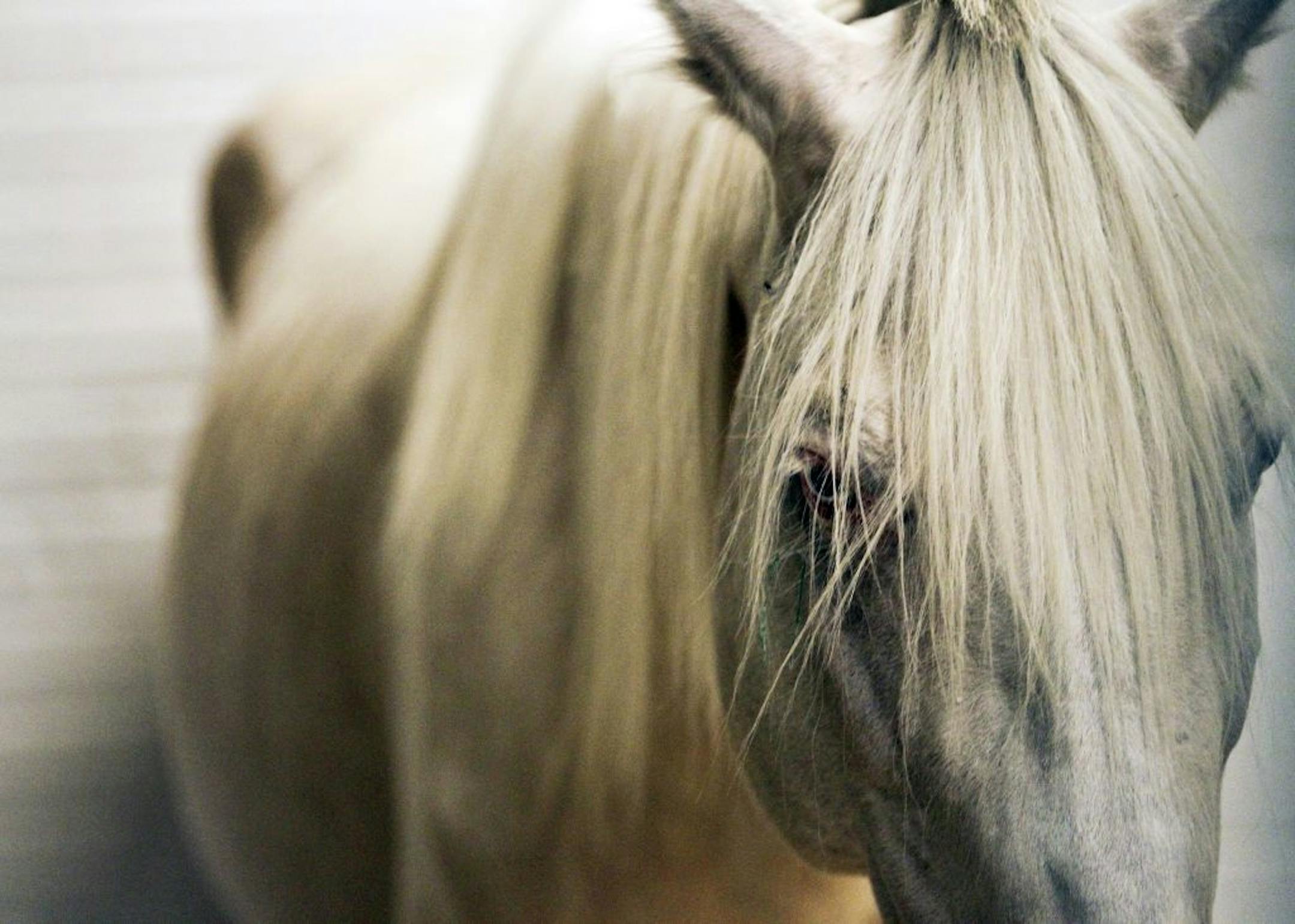 The mane of an emaciated horse seized from an East Bethel farm hung over its eyes at the U's Large Animal Hospital in St. Paul.