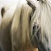 The mane of an emaciated horse seized from an East Bethel farm hung over its eyes at the U's Large Animal Hospital in St. Paul.