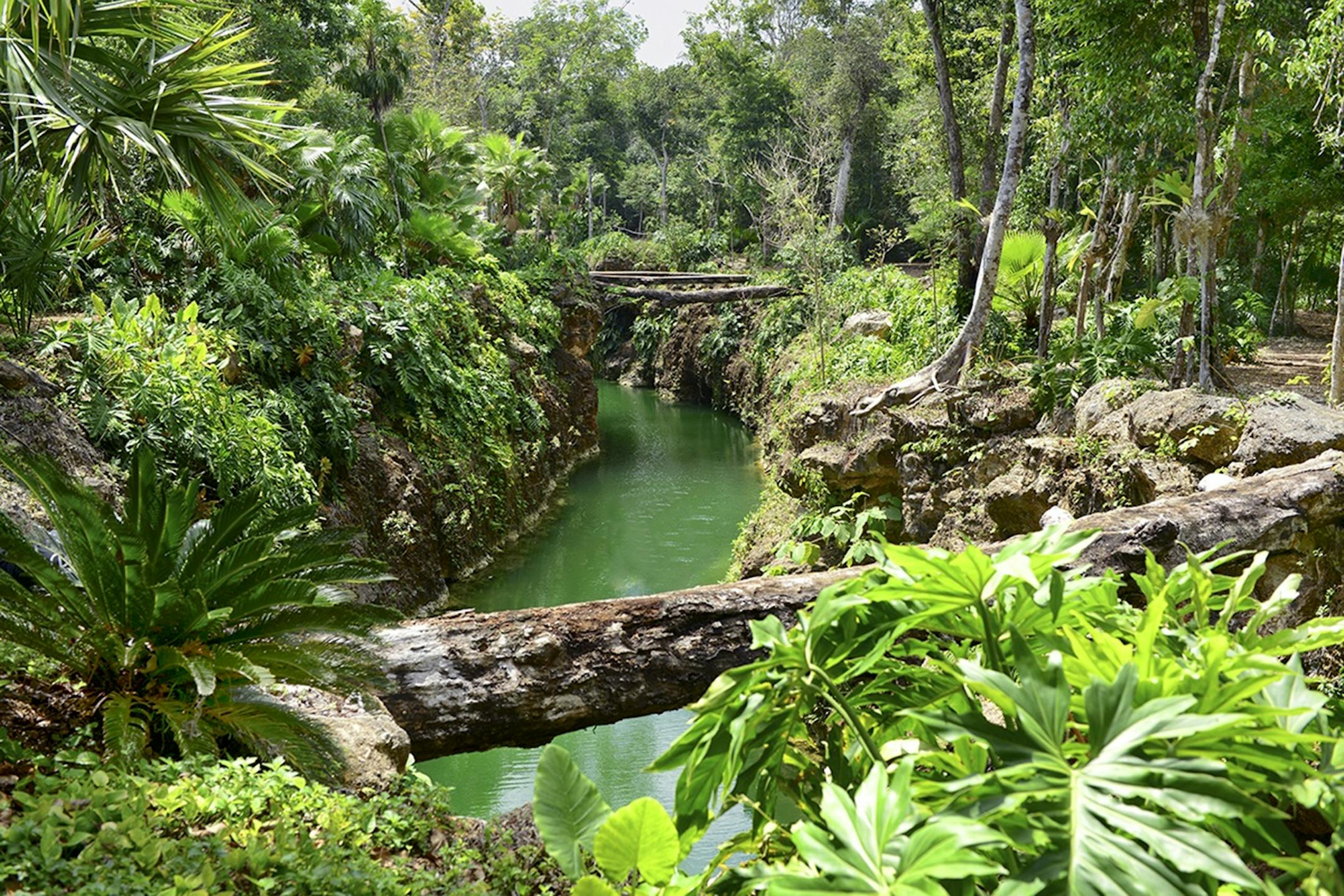 The lush Yucatan rain forests are home to a wide variety of exotic flora and fauna.