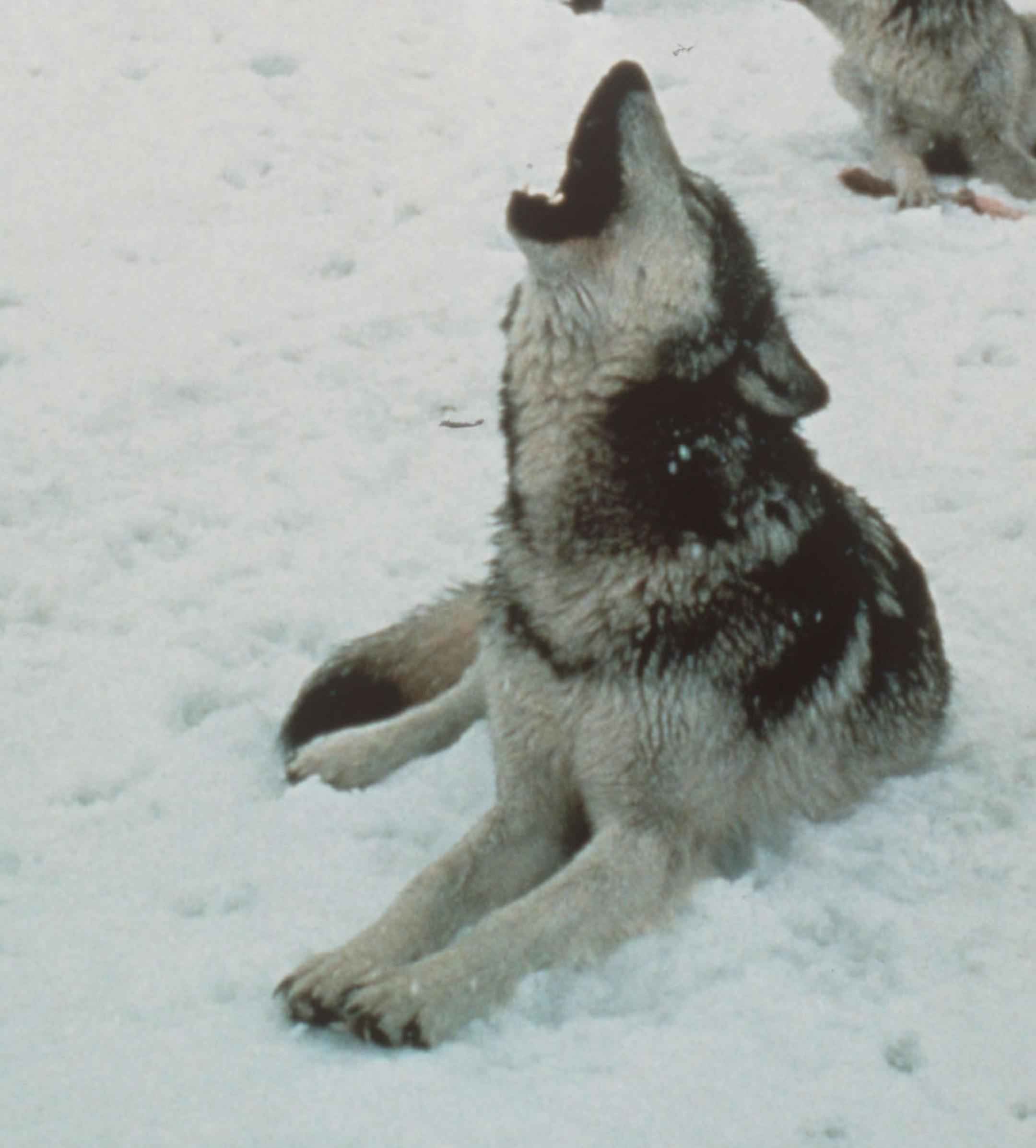 Wolves are communicating something, but they aren&#x2019;t howling at the moon.