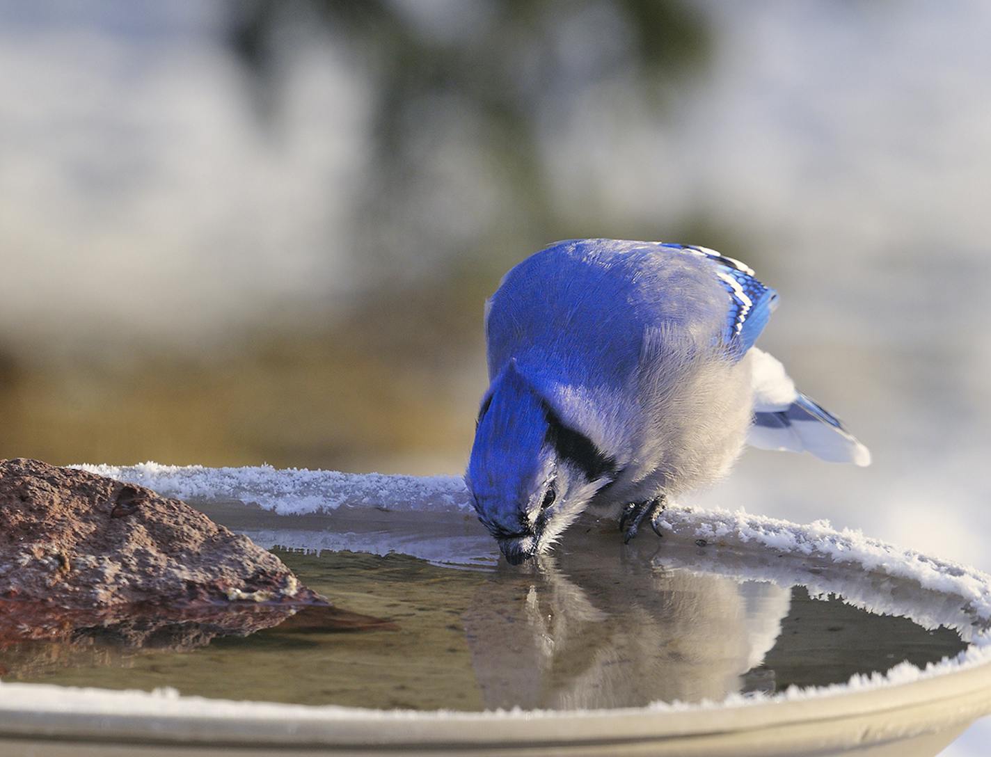 A blue jay drinks from a heated bird bath. Bird enthusiasts can attract more birds to their property by employing a heated water source.